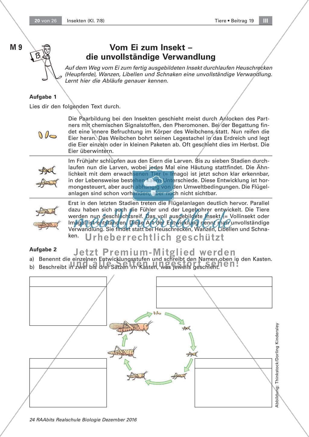 Insekten: Entwicklung Preview 2