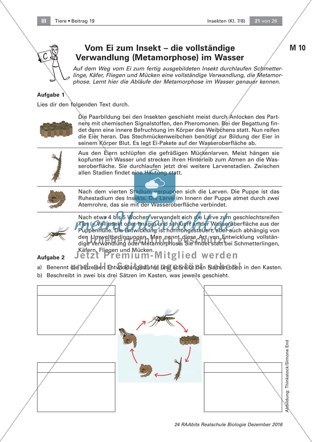 Insekten: Entwicklung Preview 3