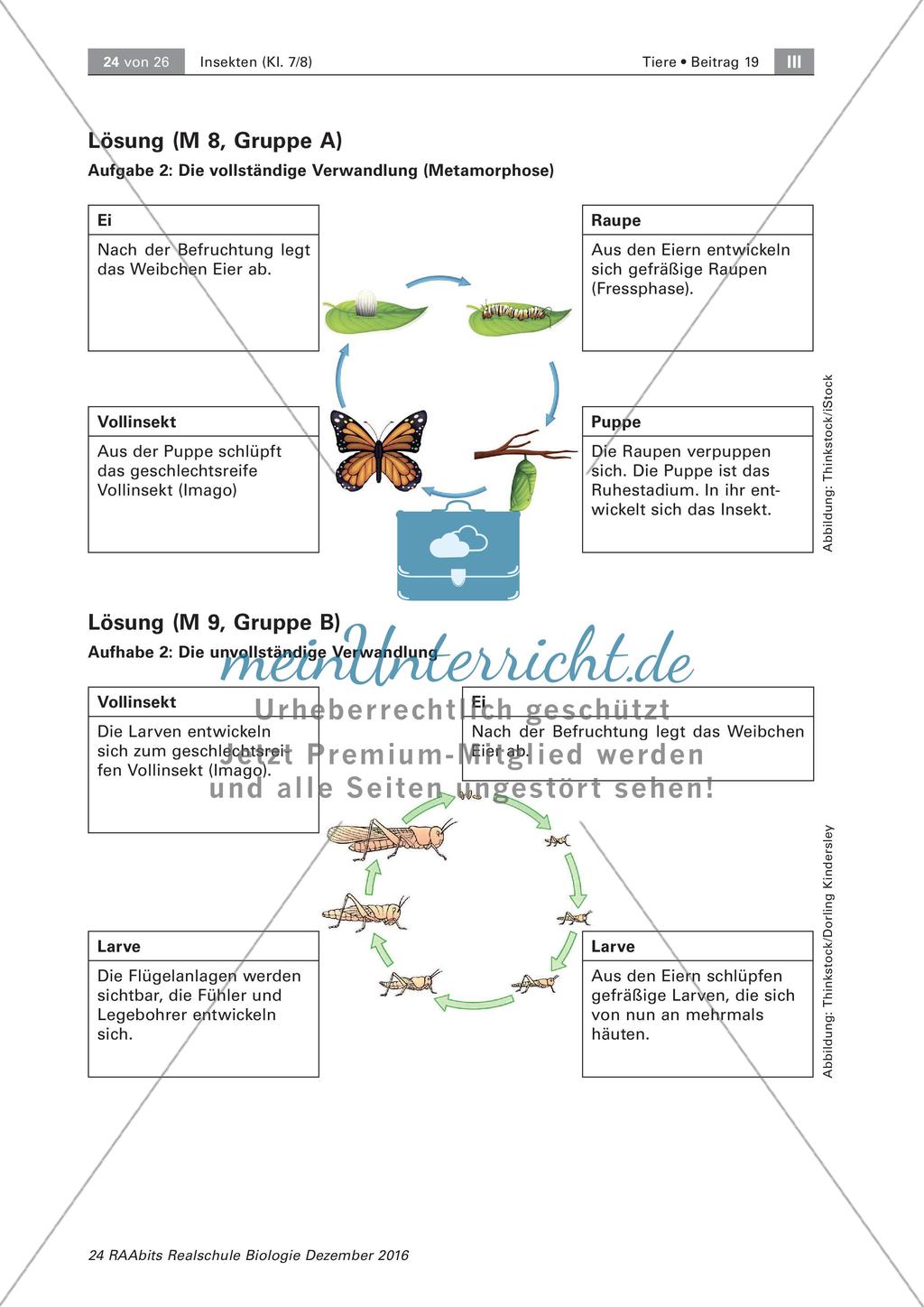 Insekten: Körperbau, Sinnesorgane und Entwicklung Preview 3