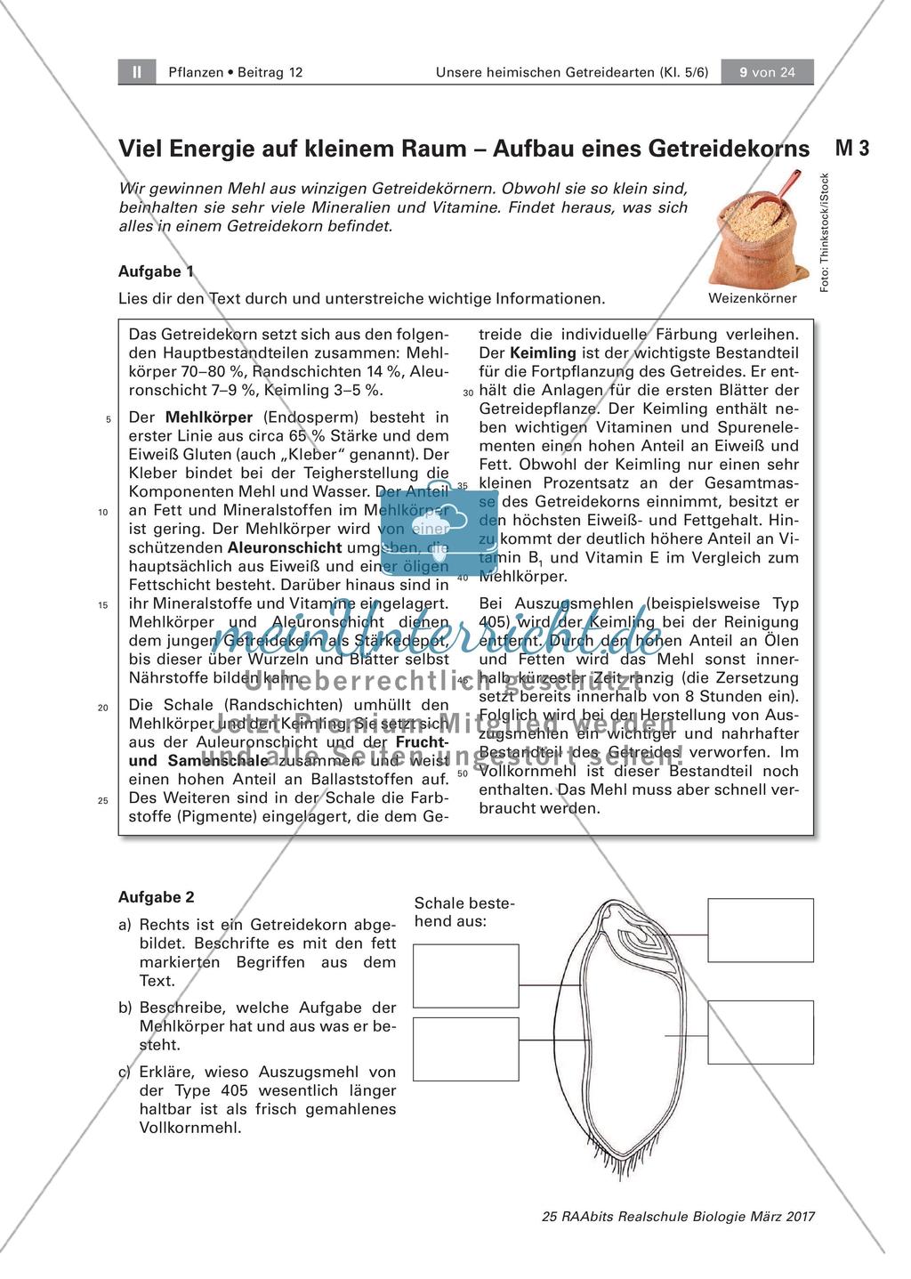 Aufbau eines Getreidekorns Preview 3