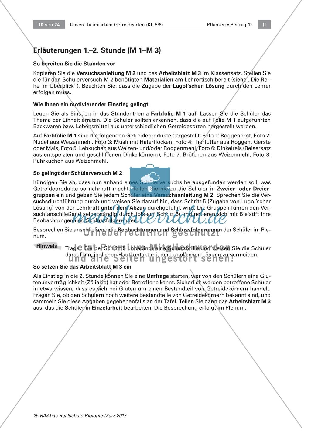 Aufbau eines Getreidekorns Preview 4