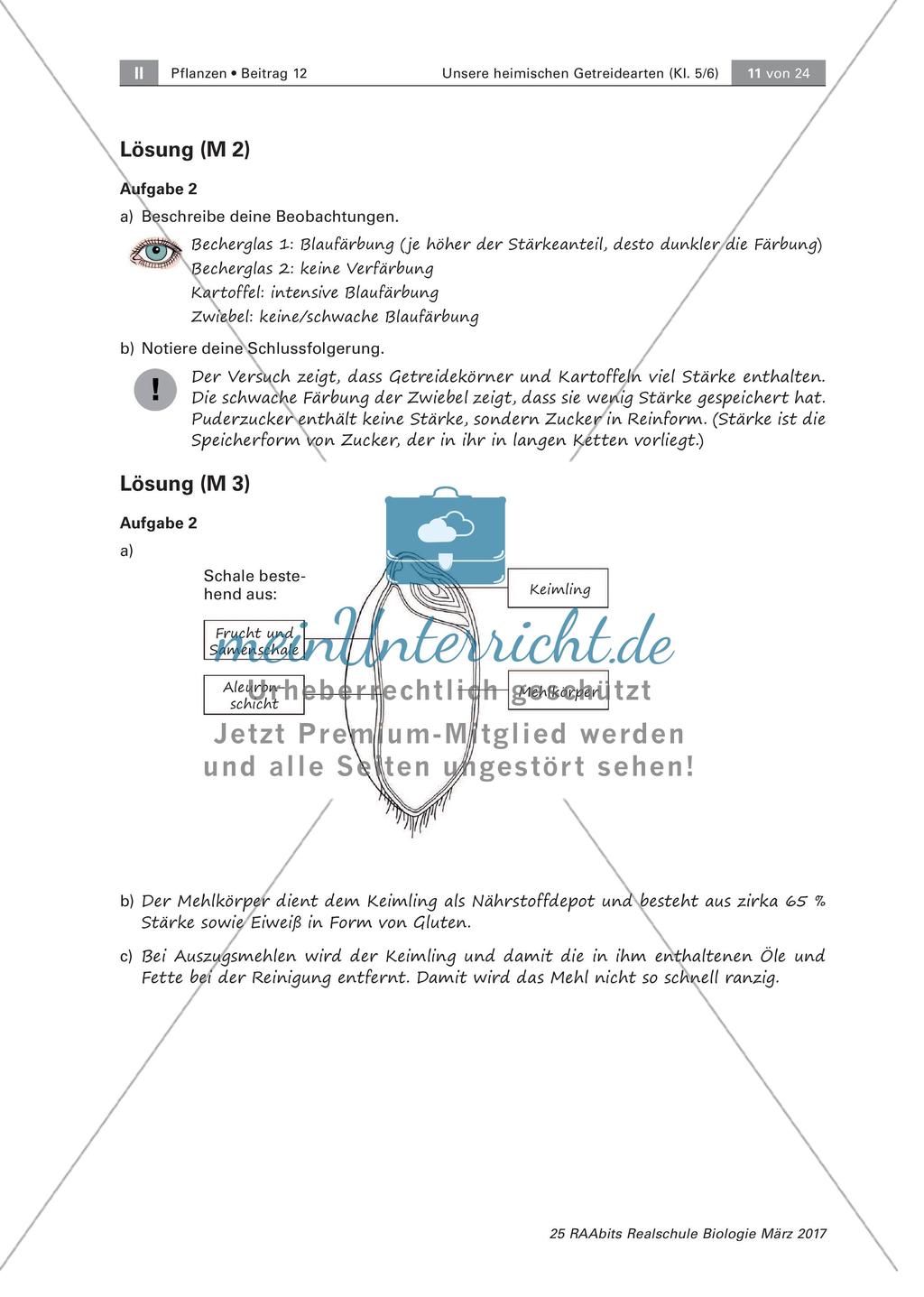 Aufbau eines Getreidekorns Preview 5