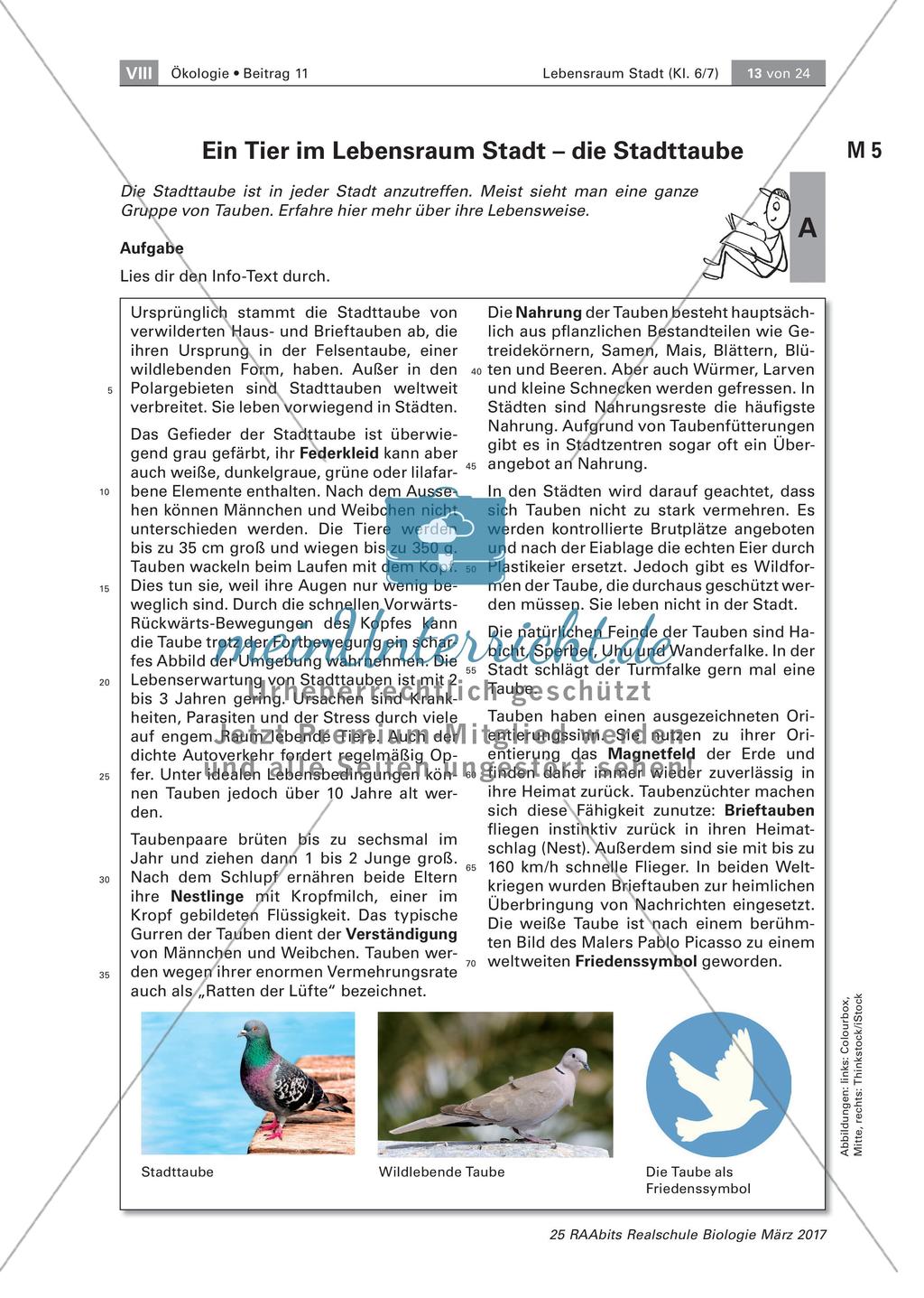 Tiere und Pflanzen im Lebensraum Stadt Preview 2