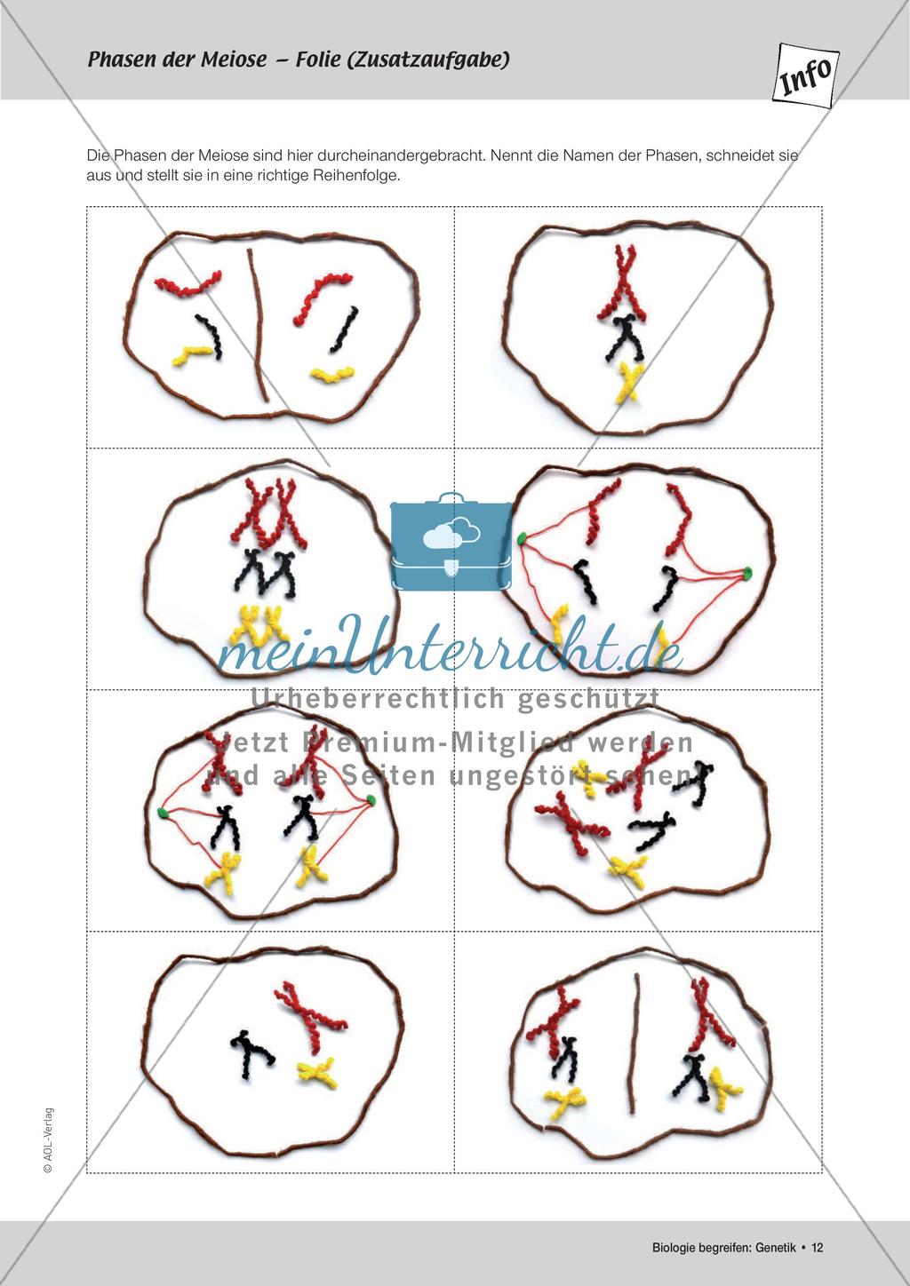 Genetik: Chromosomen Preview 14