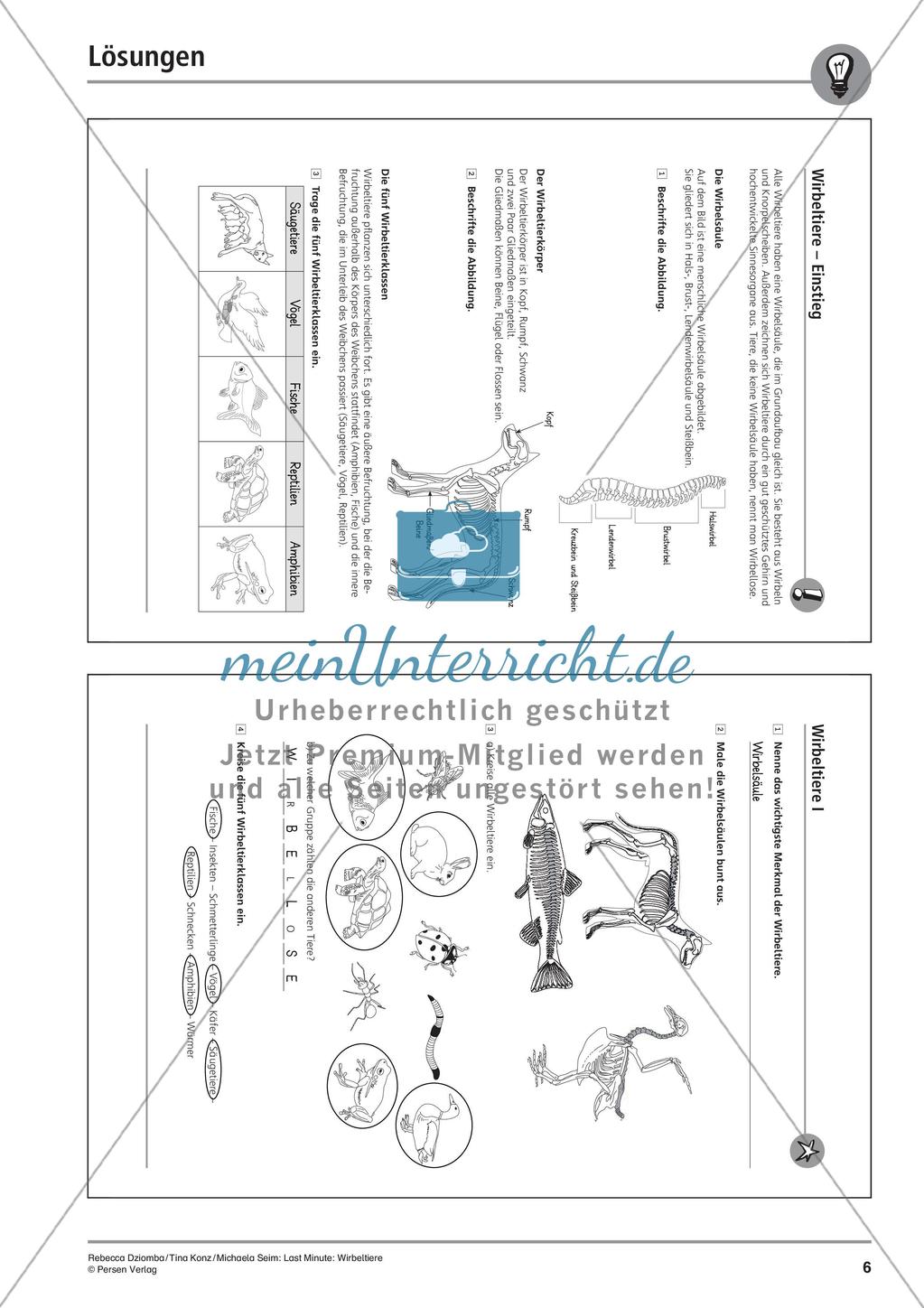 Wirbeltiere: Klassen und Merkmale Preview 8