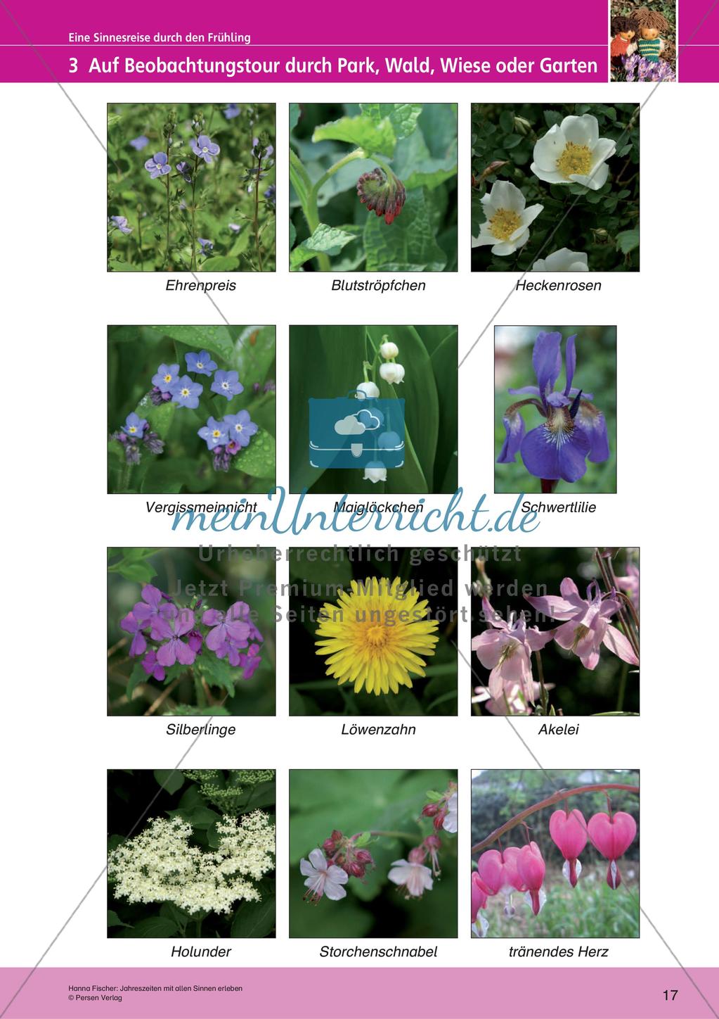 Jahreszeiten mit allen Sinnen erleben: Frühling Preview 19