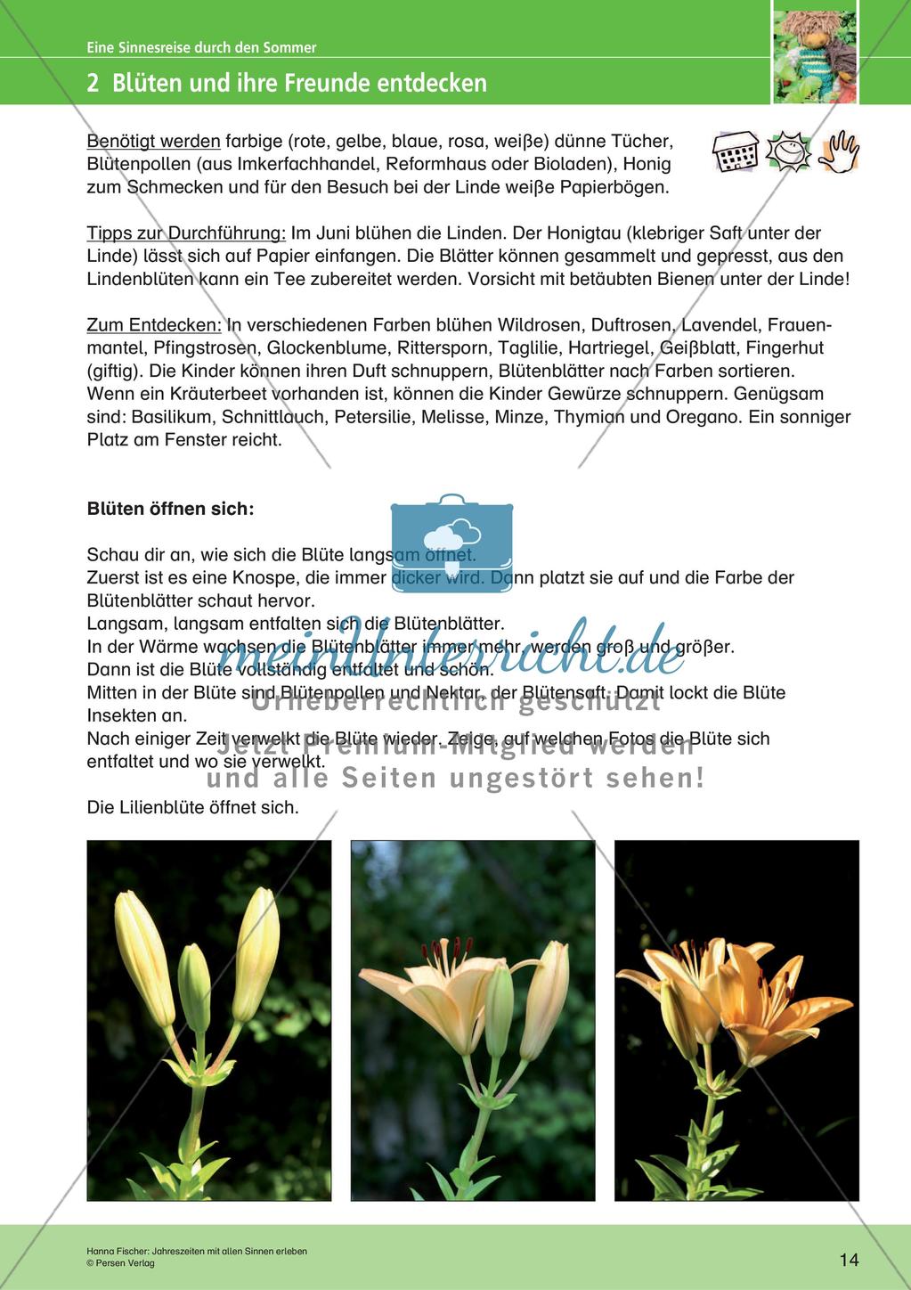 Jahreszeiten mit allen Sinnen erleben: Sommer Preview 16