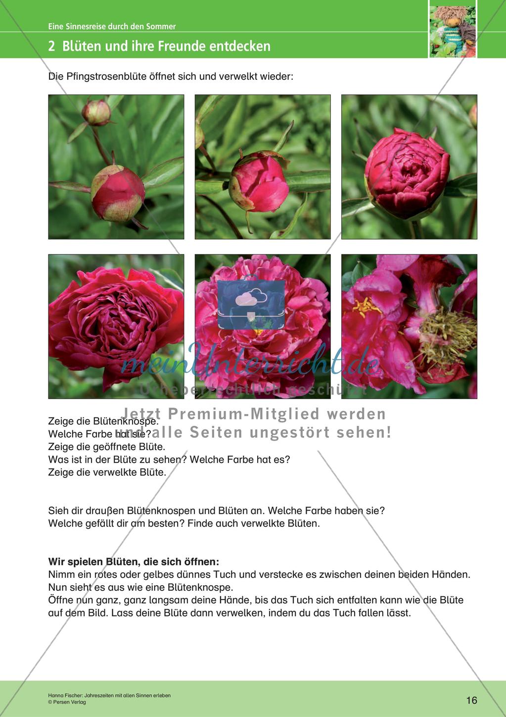 Jahreszeiten mit allen Sinnen erleben: Sommer Preview 18