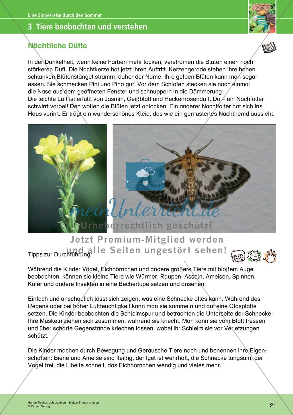 Jahreszeiten mit allen Sinnen erleben: Sommer Preview 23
