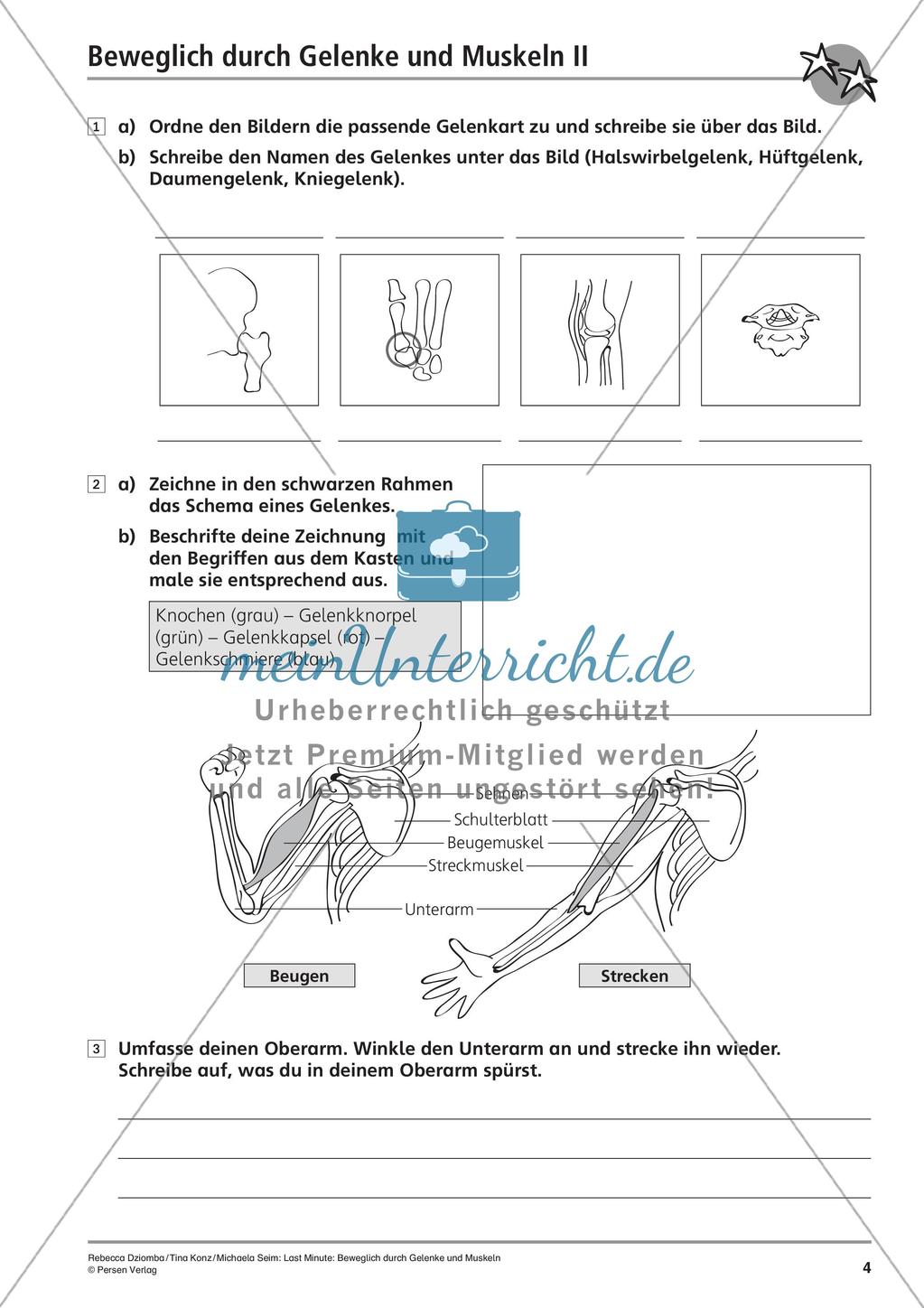 Anatomie: Gelenke und Muskeln Preview 6