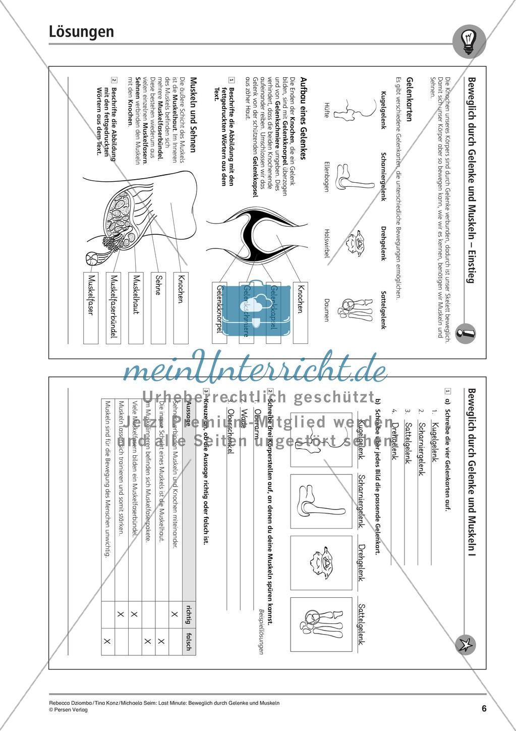 Anatomie: Gelenke und Muskeln Preview 8