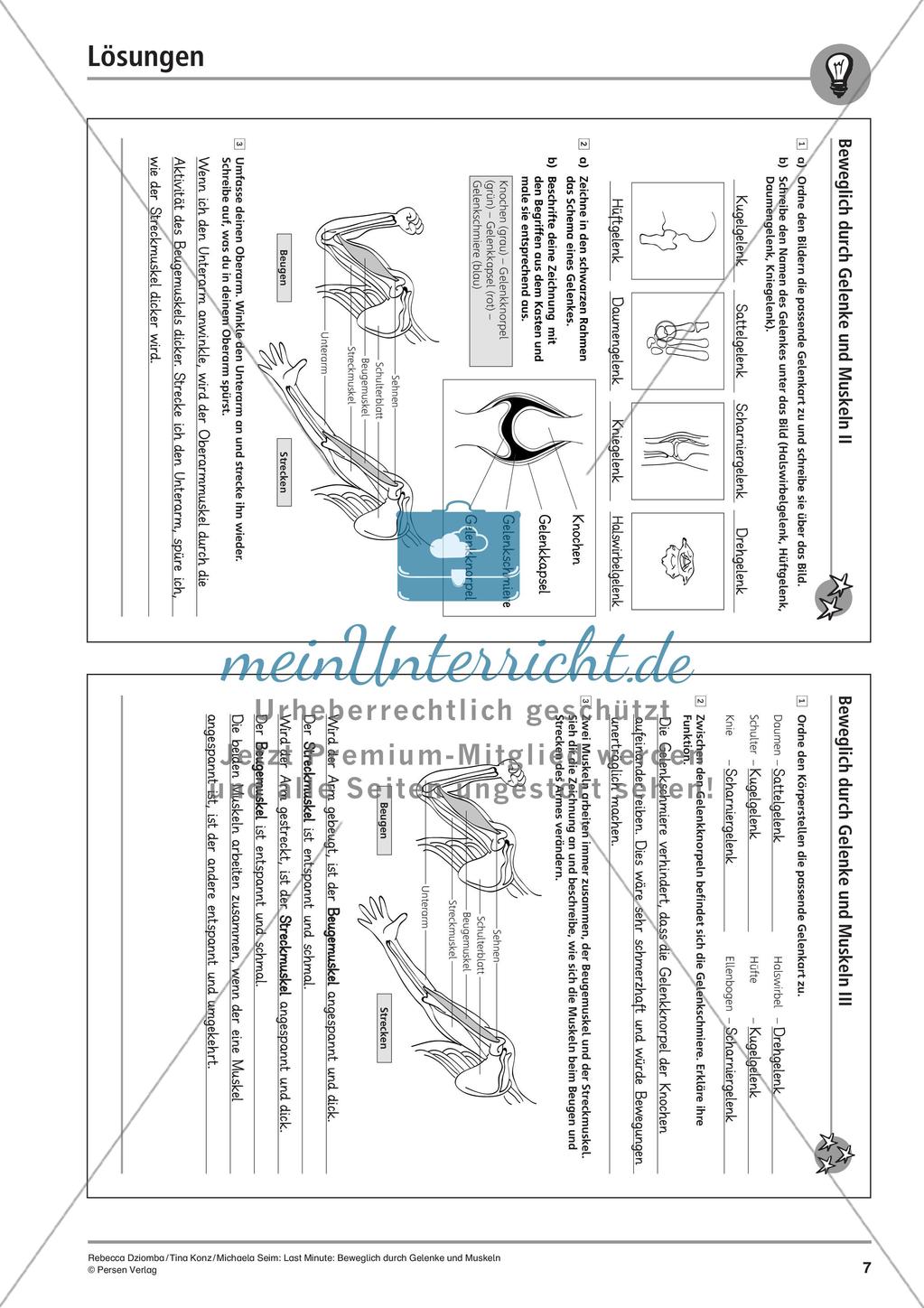 Anatomie: Gelenke und Muskeln Preview 9