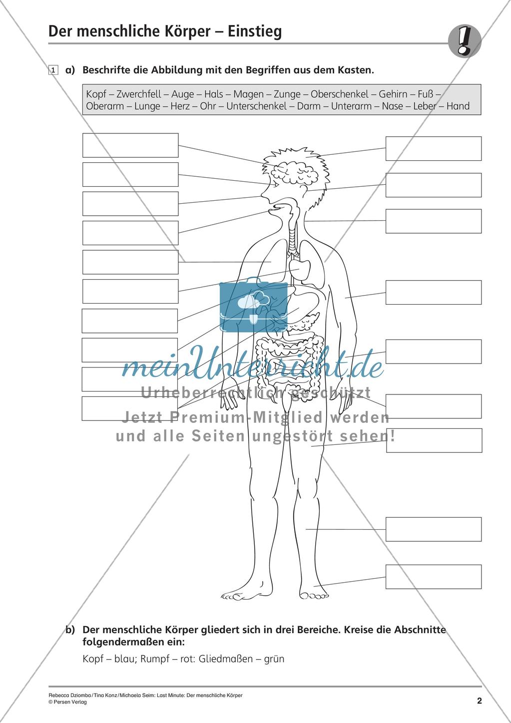 Anatomie: Körperteile und Organe Preview 4