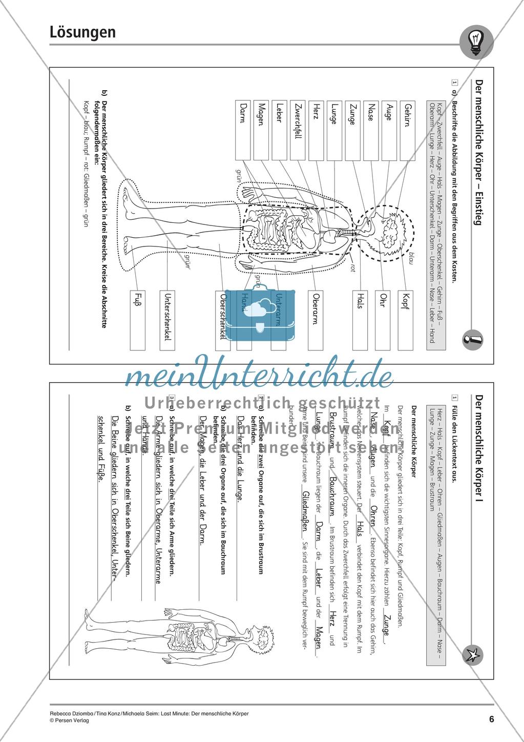 Anatomie: Körperteile und Organe Preview 8