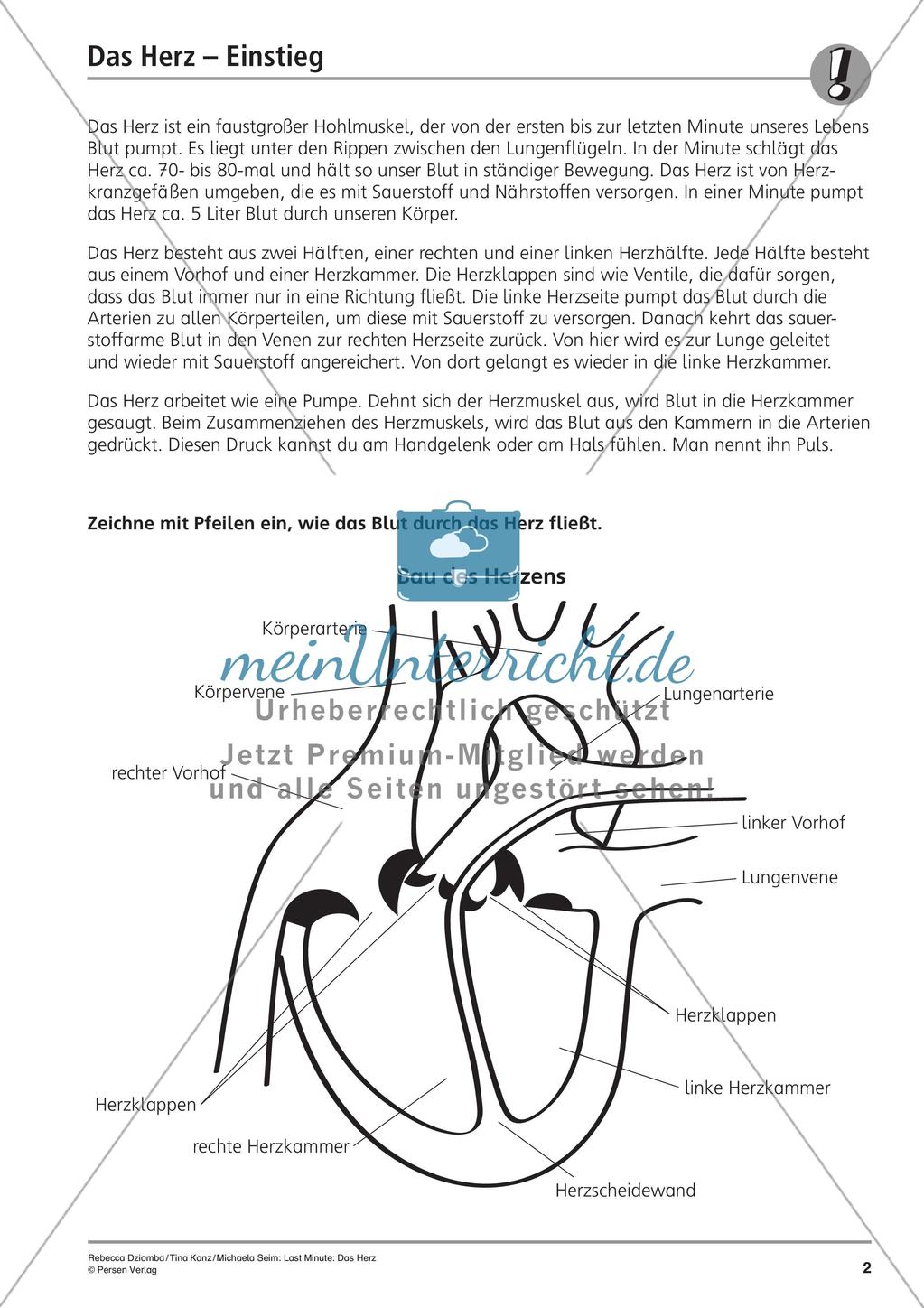 Organe: Das Herz Preview 4