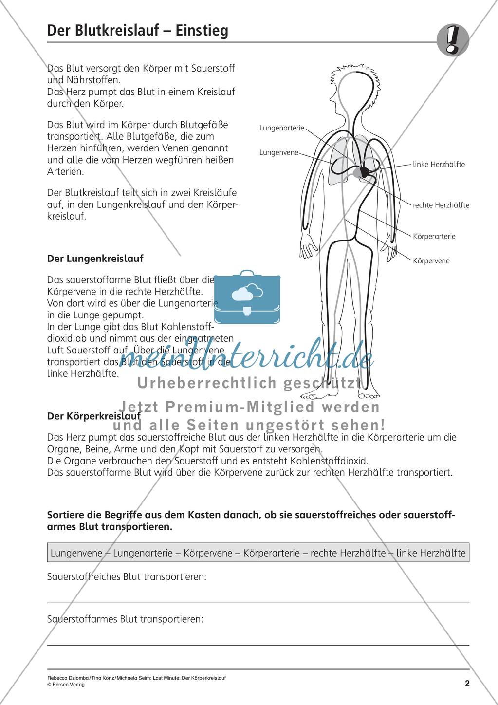 Anatomie: Blutkreislauf Preview 4
