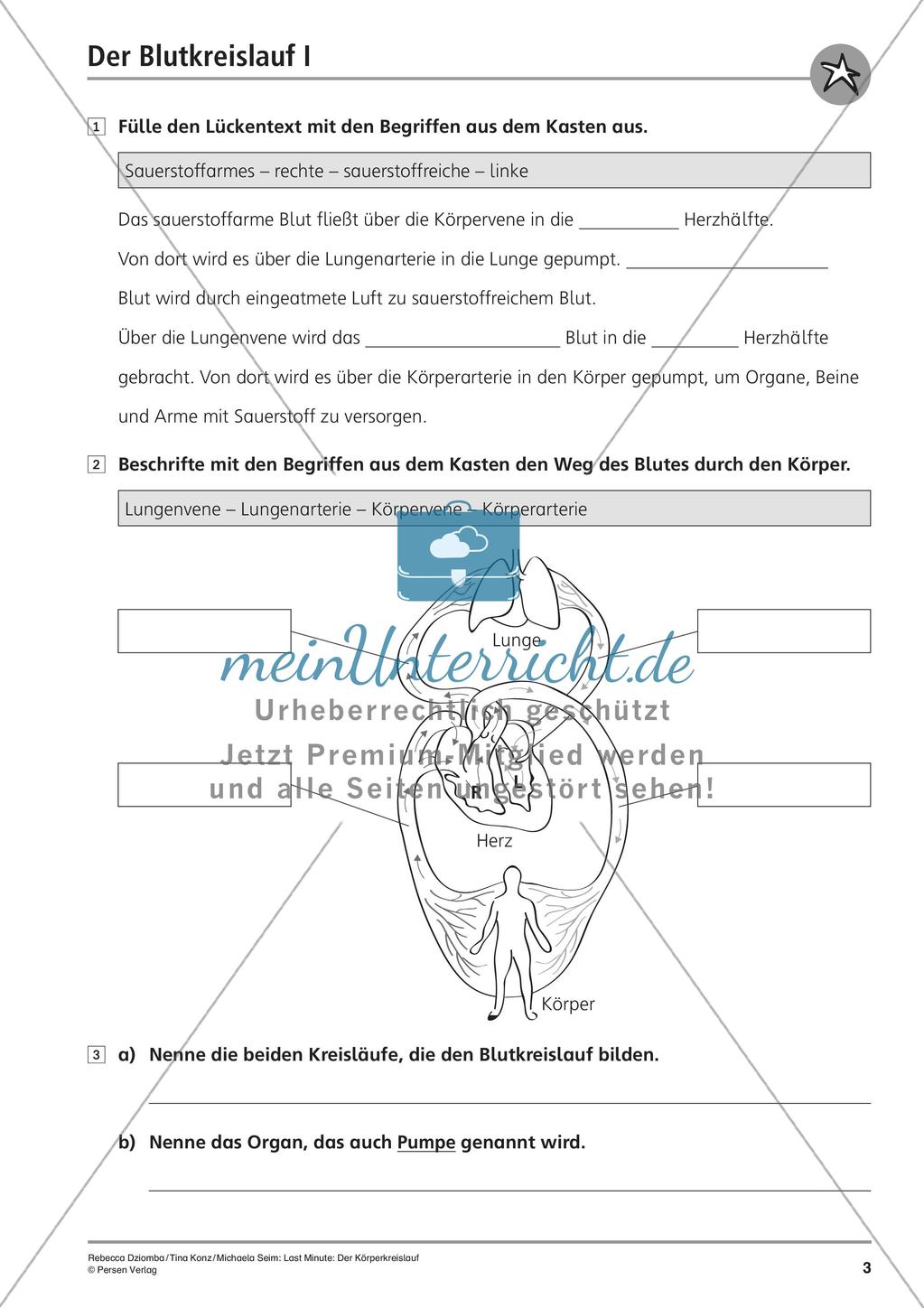 Anatomie: Blutkreislauf Preview 5