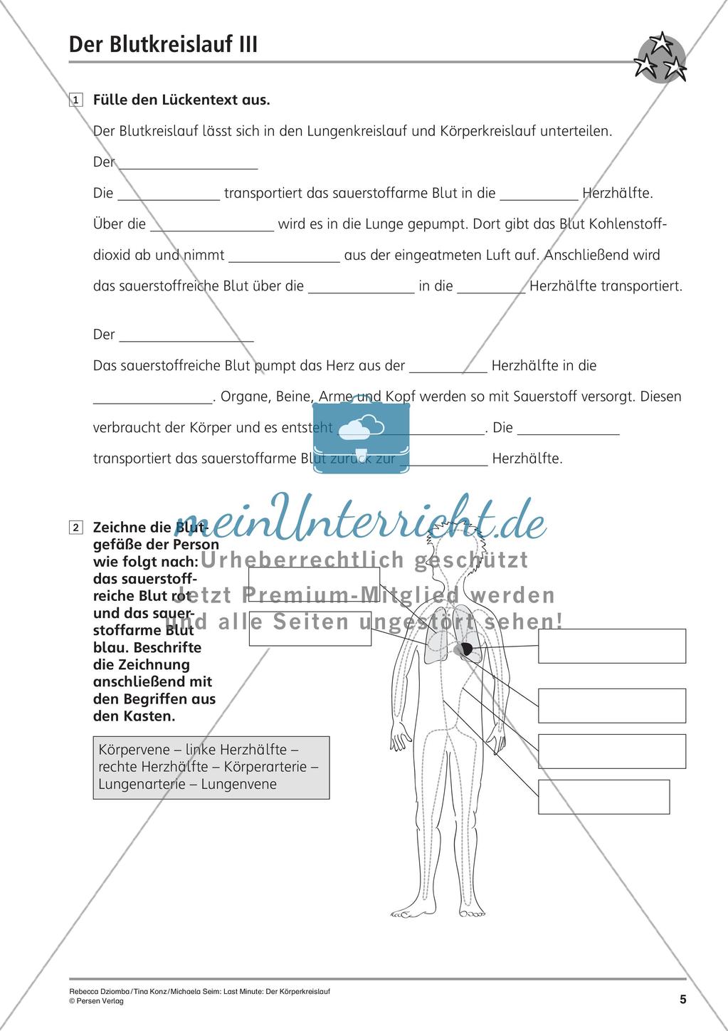 Anatomie: Blutkreislauf Preview 7