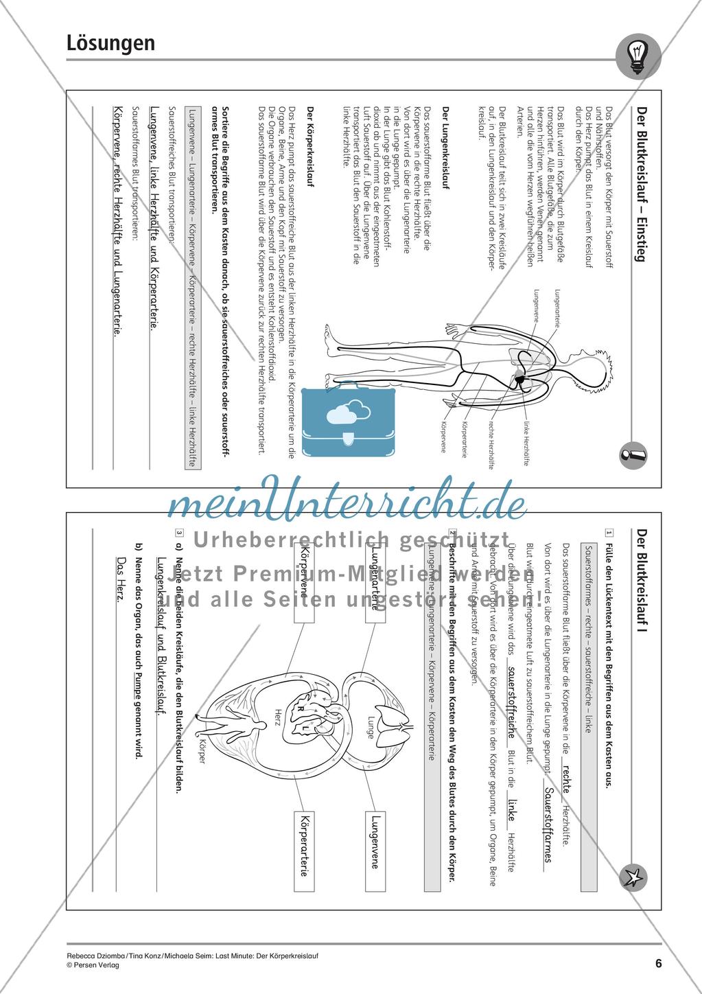 Anatomie: Blutkreislauf Preview 8
