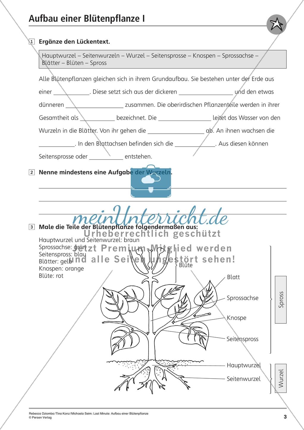 Blütenpflanze: Aufbau Preview 5