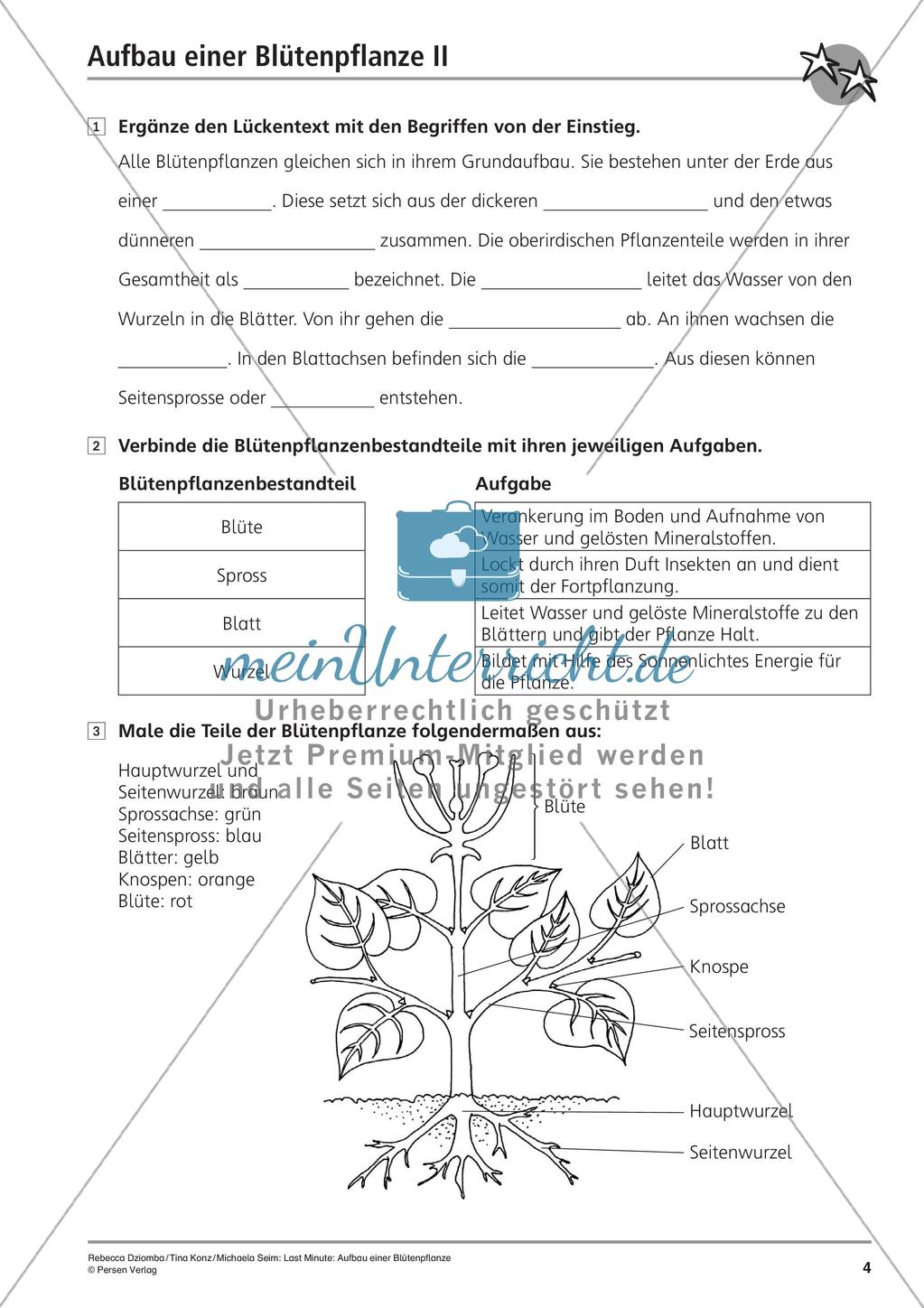 Blütenpflanze: Aufbau Preview 6