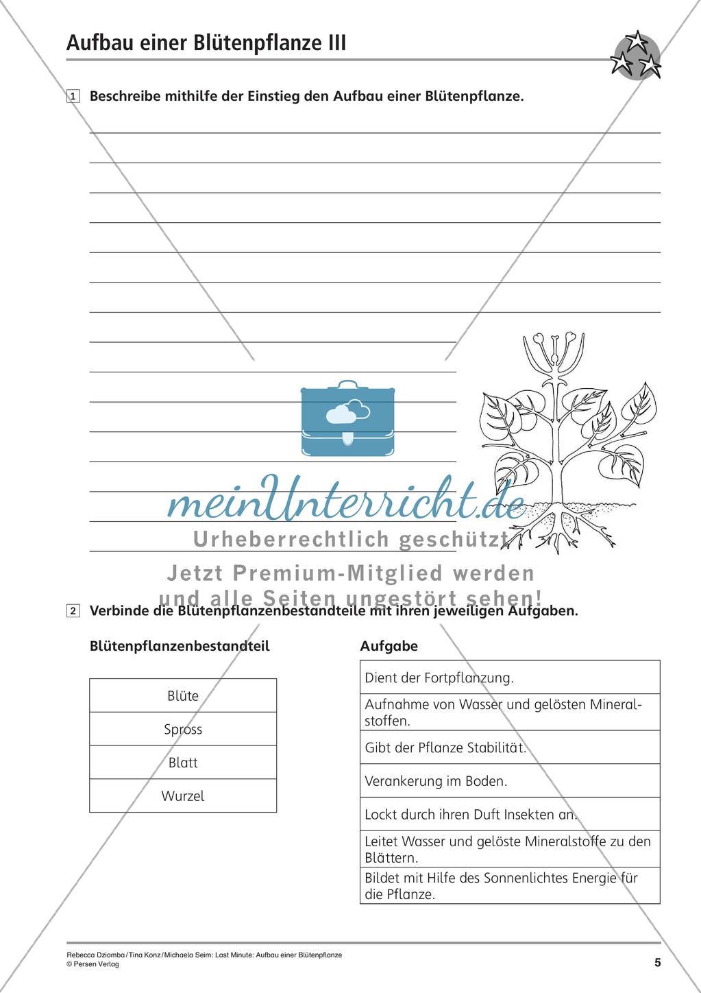 Blütenpflanze: Aufbau Preview 7