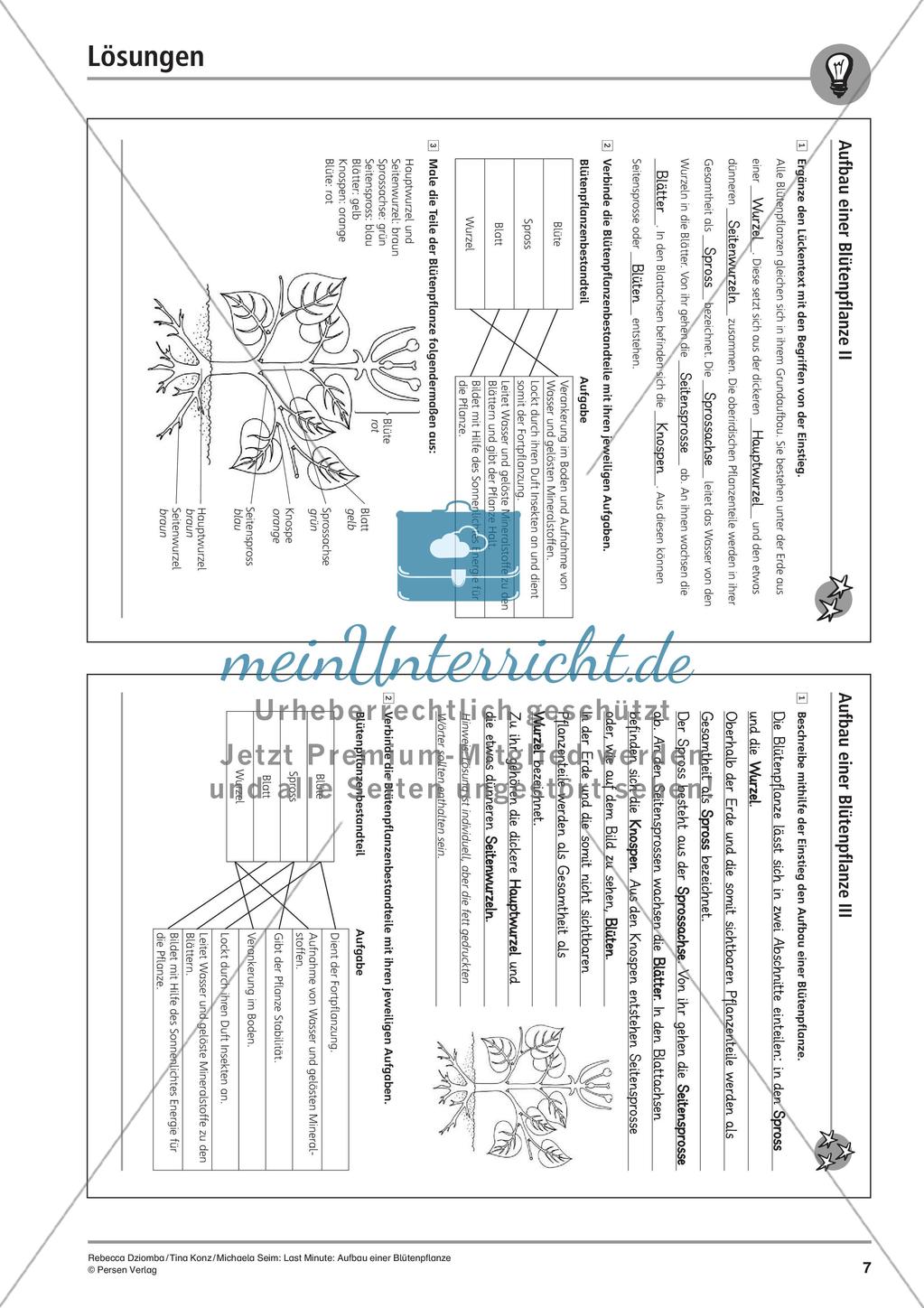 Blütenpflanze: Aufbau Preview 9