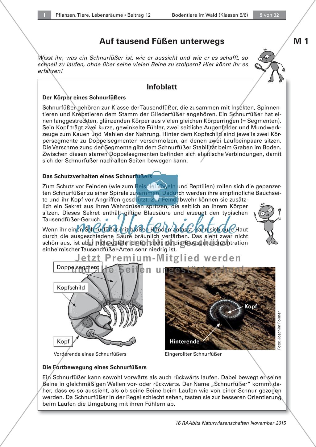 Bodentiere und Streuabbau im Wald Preview 1
