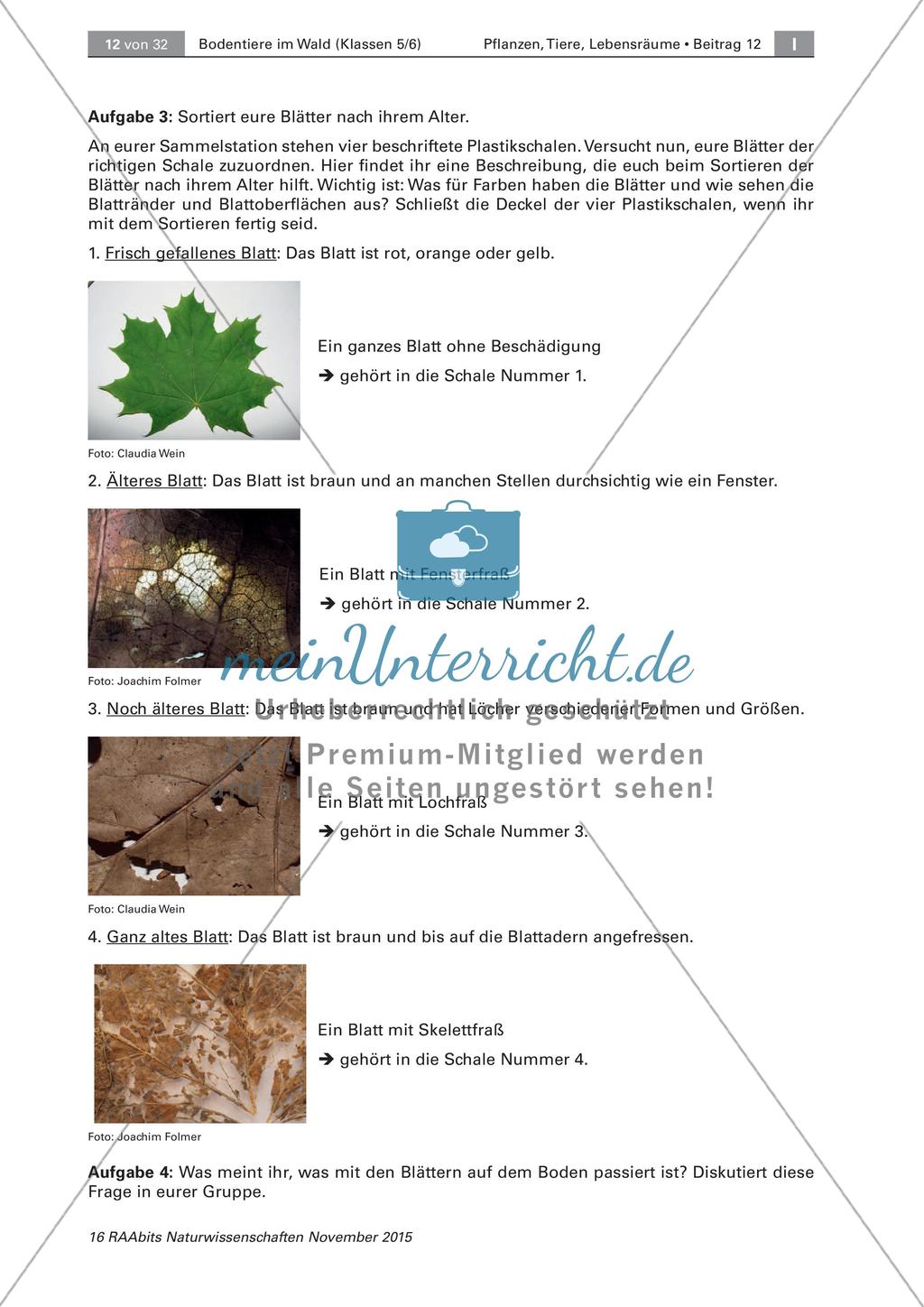 Bodentiere und Streuabbau im Wald Preview 4