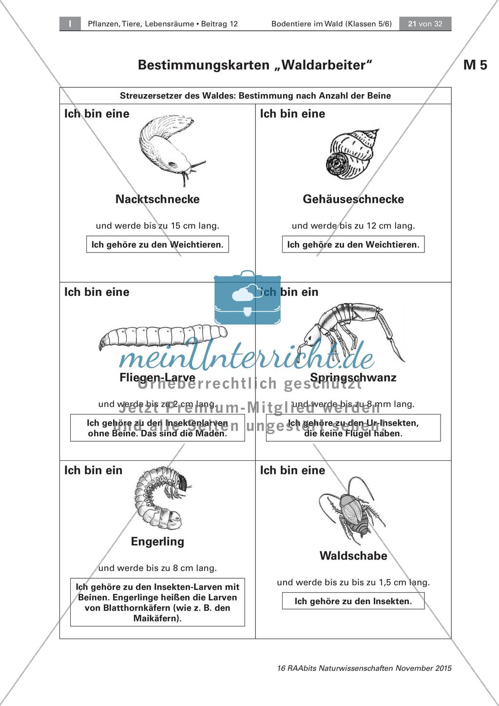 Bestimmung von Bodentieren Preview 2