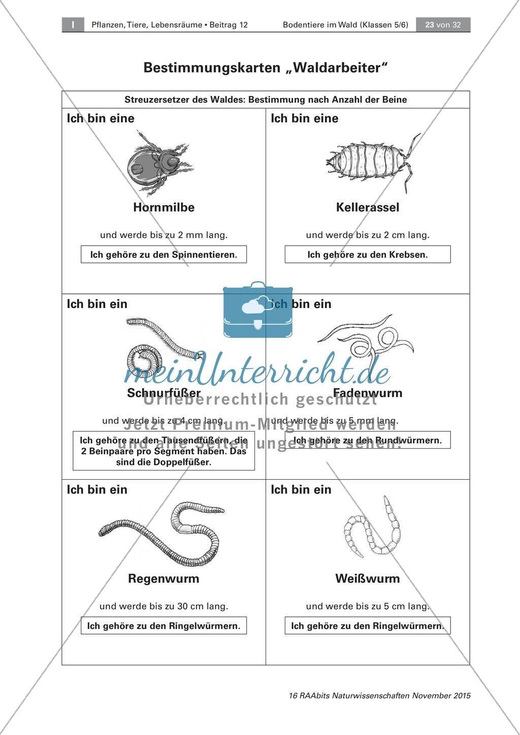 Bestimmung von Bodentieren Preview 4