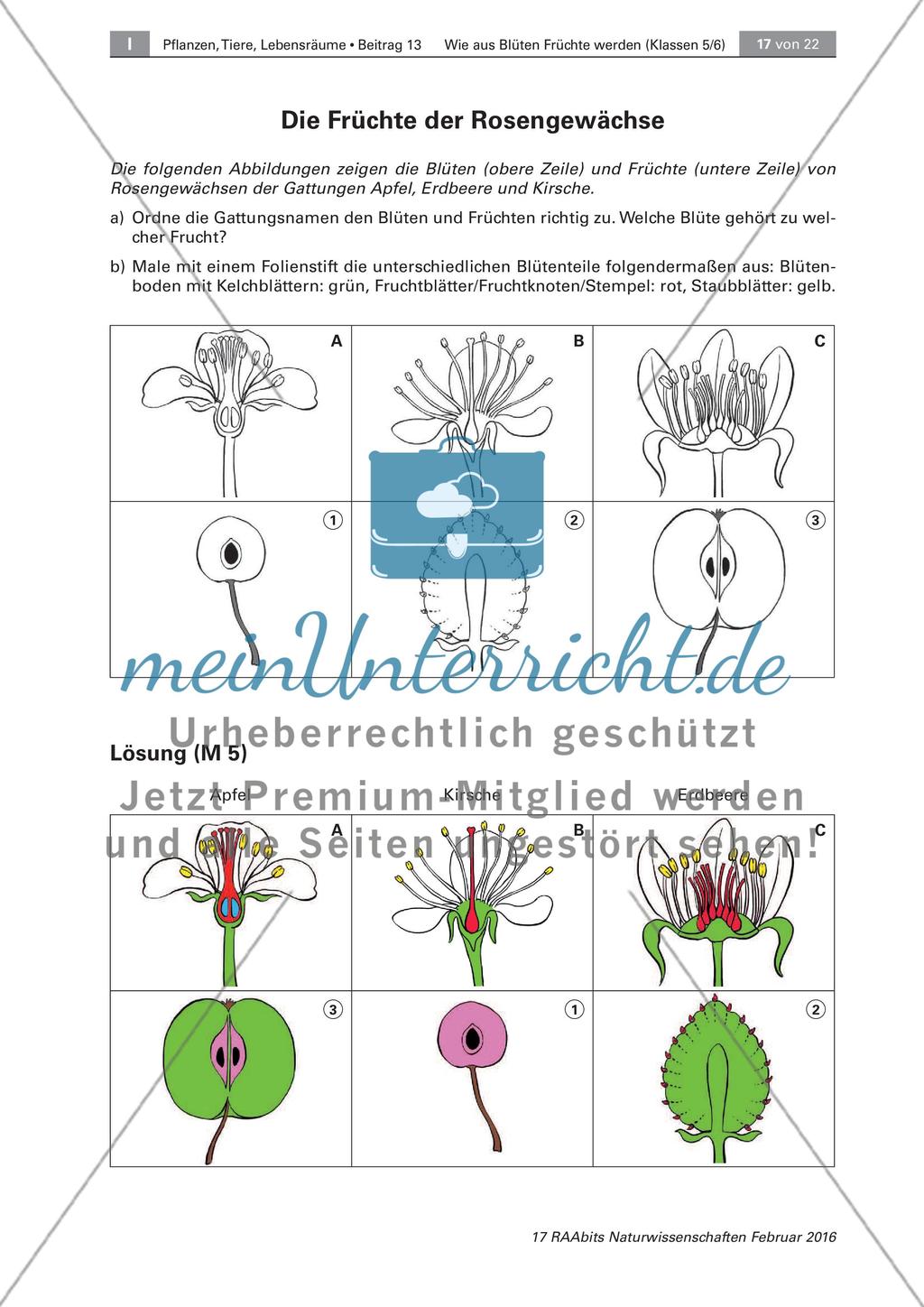 Die Entstehung der Frucht aus der Blüte Preview 10