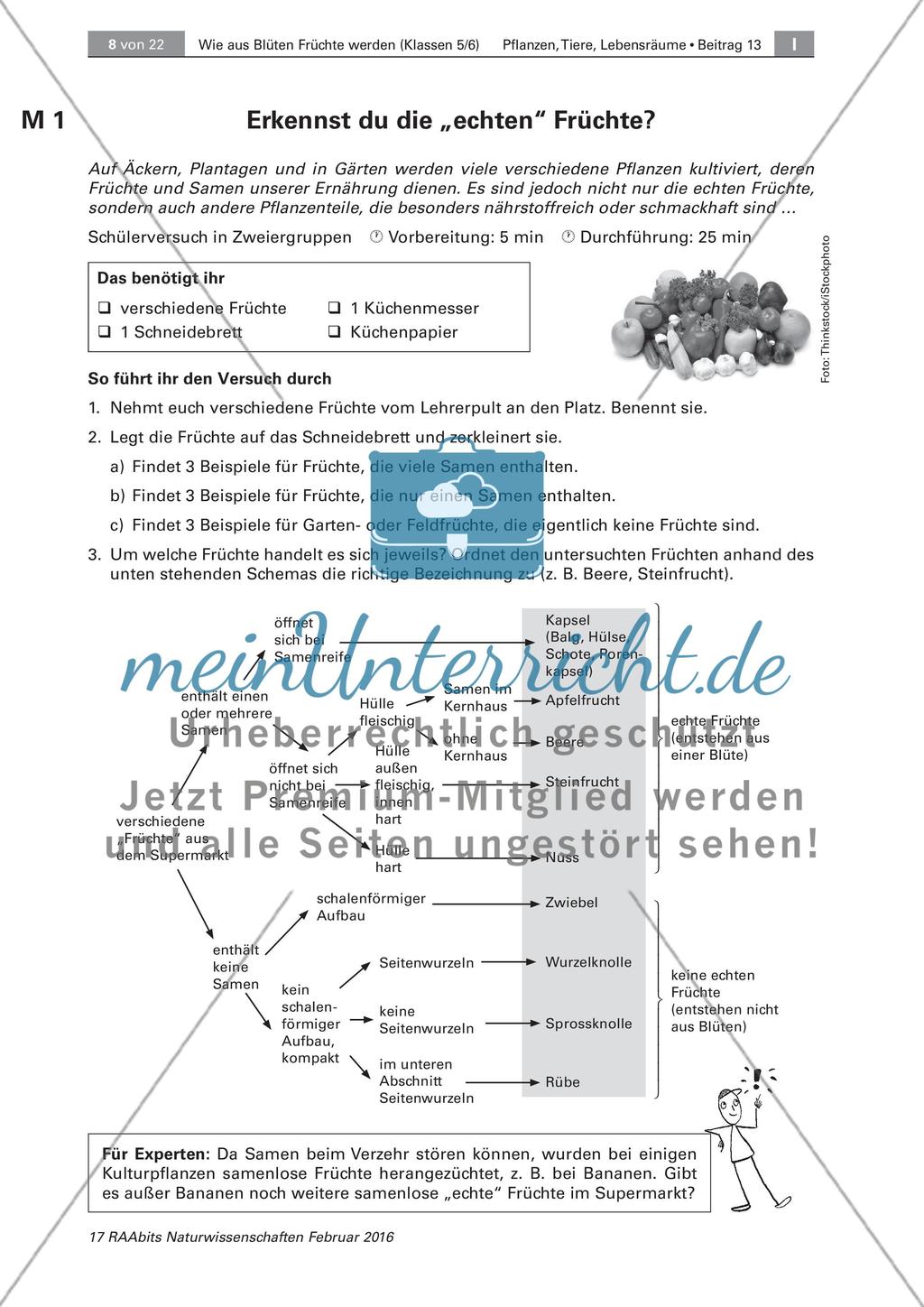 Die Entstehung der Frucht aus der Blüte Preview 1