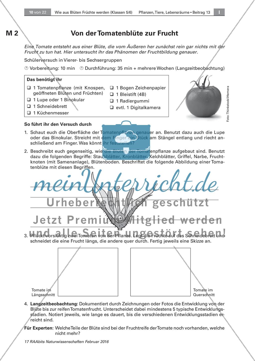 Die Entstehung der Frucht aus der Blüte Preview 3