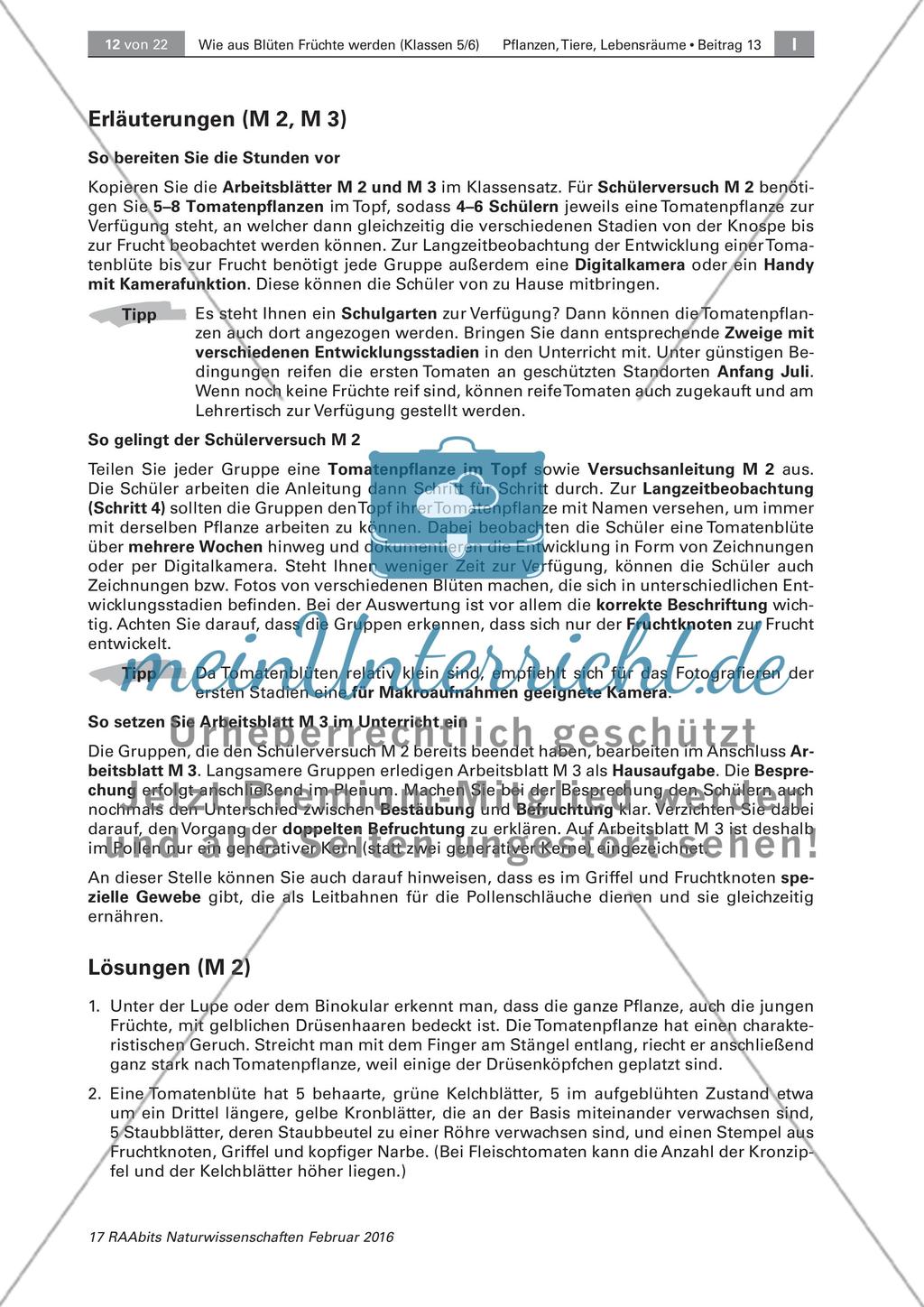 Die Entstehung der Frucht aus der Blüte Preview 5