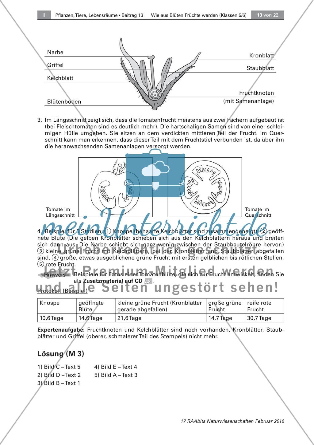 Die Entstehung der Frucht aus der Blüte Preview 6