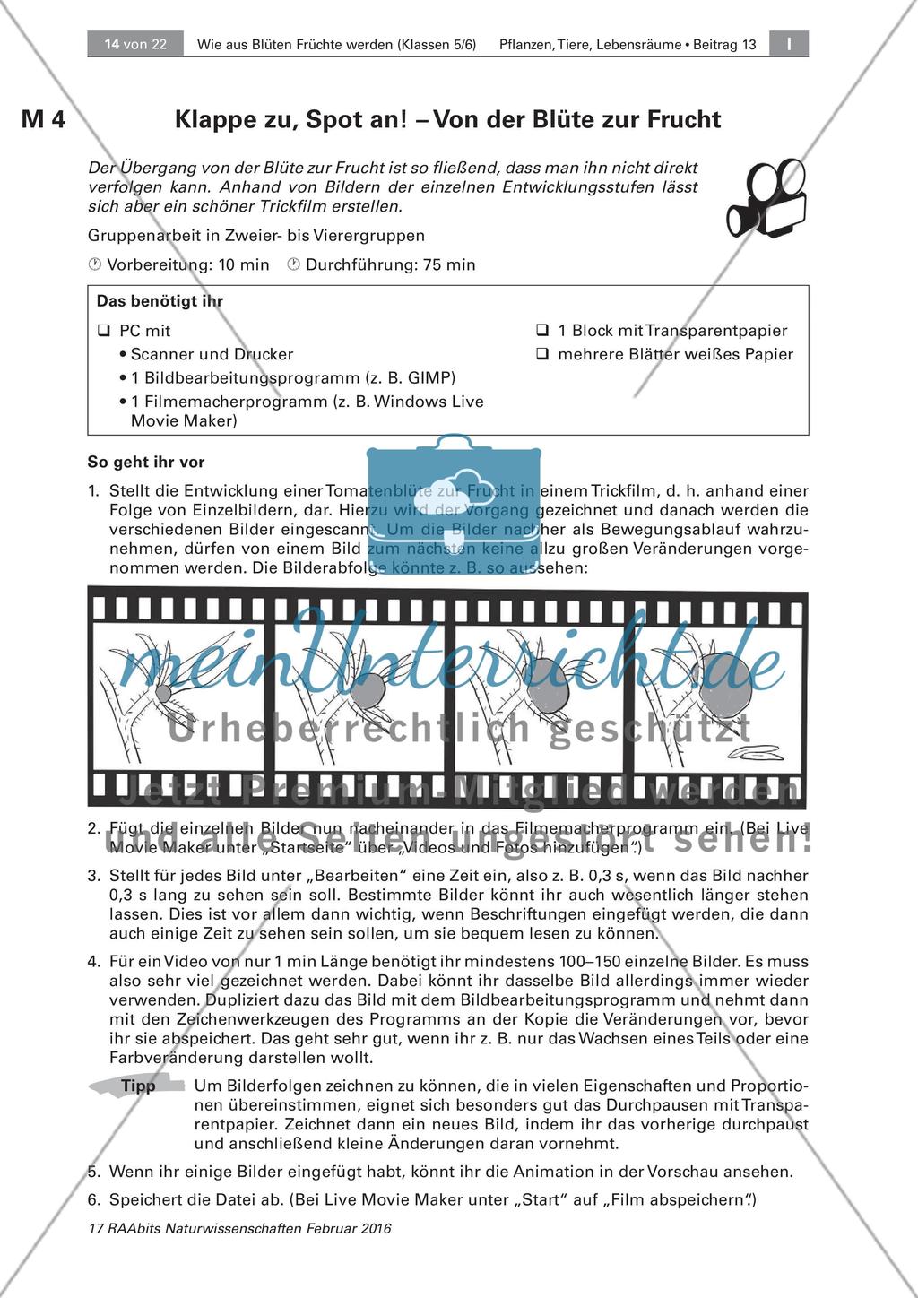 Die Entstehung der Frucht aus der Blüte Preview 7