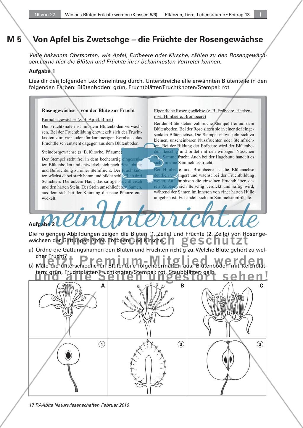 Die Entstehung der Frucht aus der Blüte Preview 9