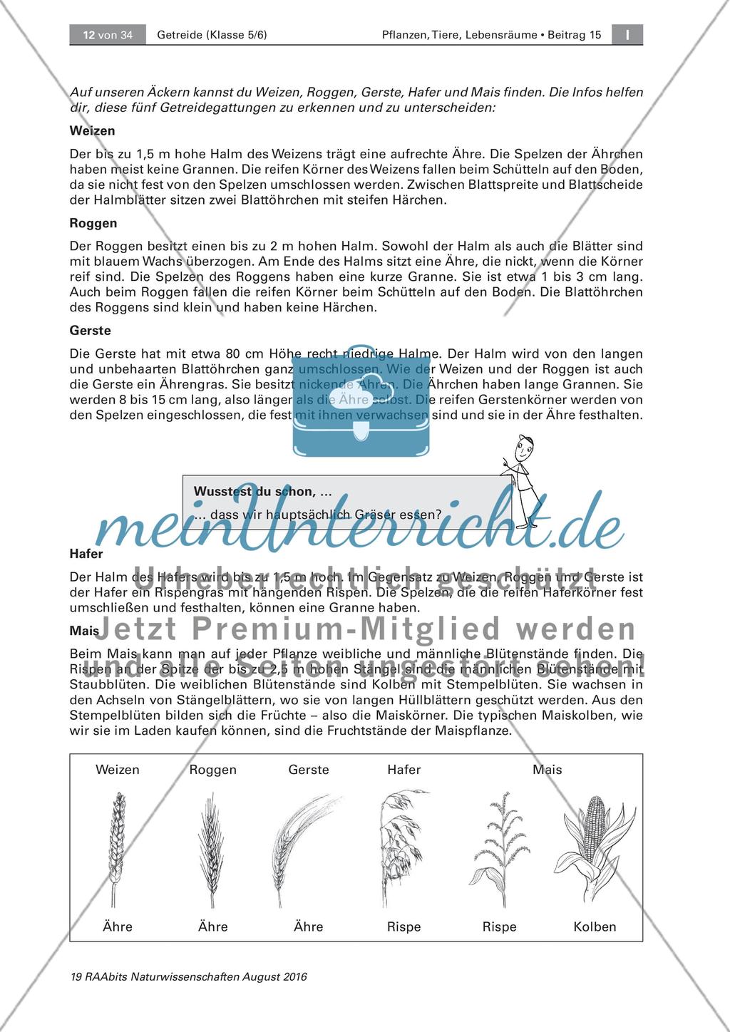 Getreide: Getreidegattungen Preview 2