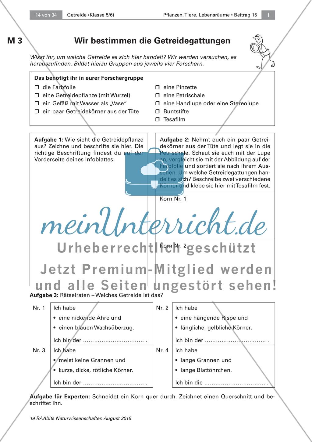 Getreide: Getreidegattungen Preview 4