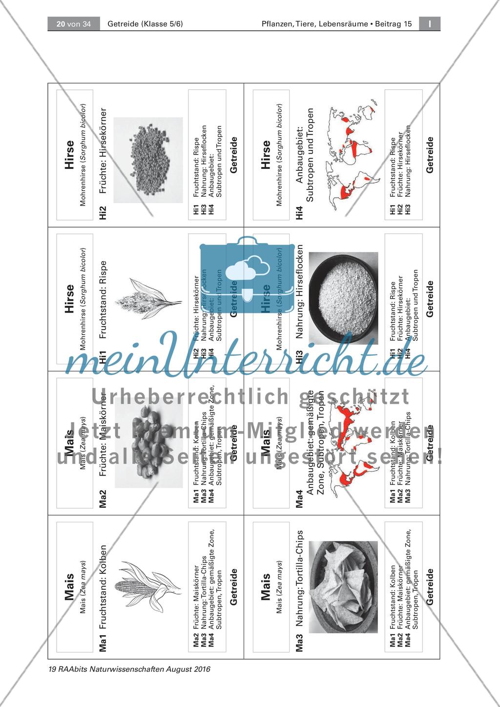 Getreide: Ursprung, Anbau, Getreidequartett Preview 5