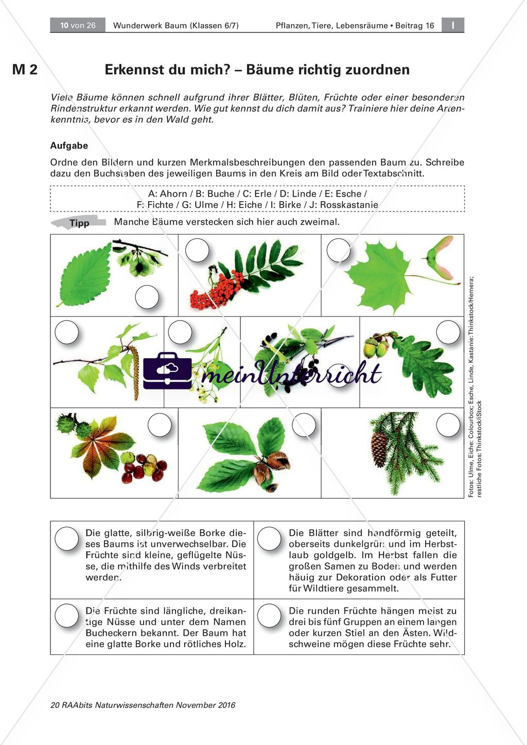 Der Baum: Messen der Höhe, Artenkenntnis, Bewohner Preview 3