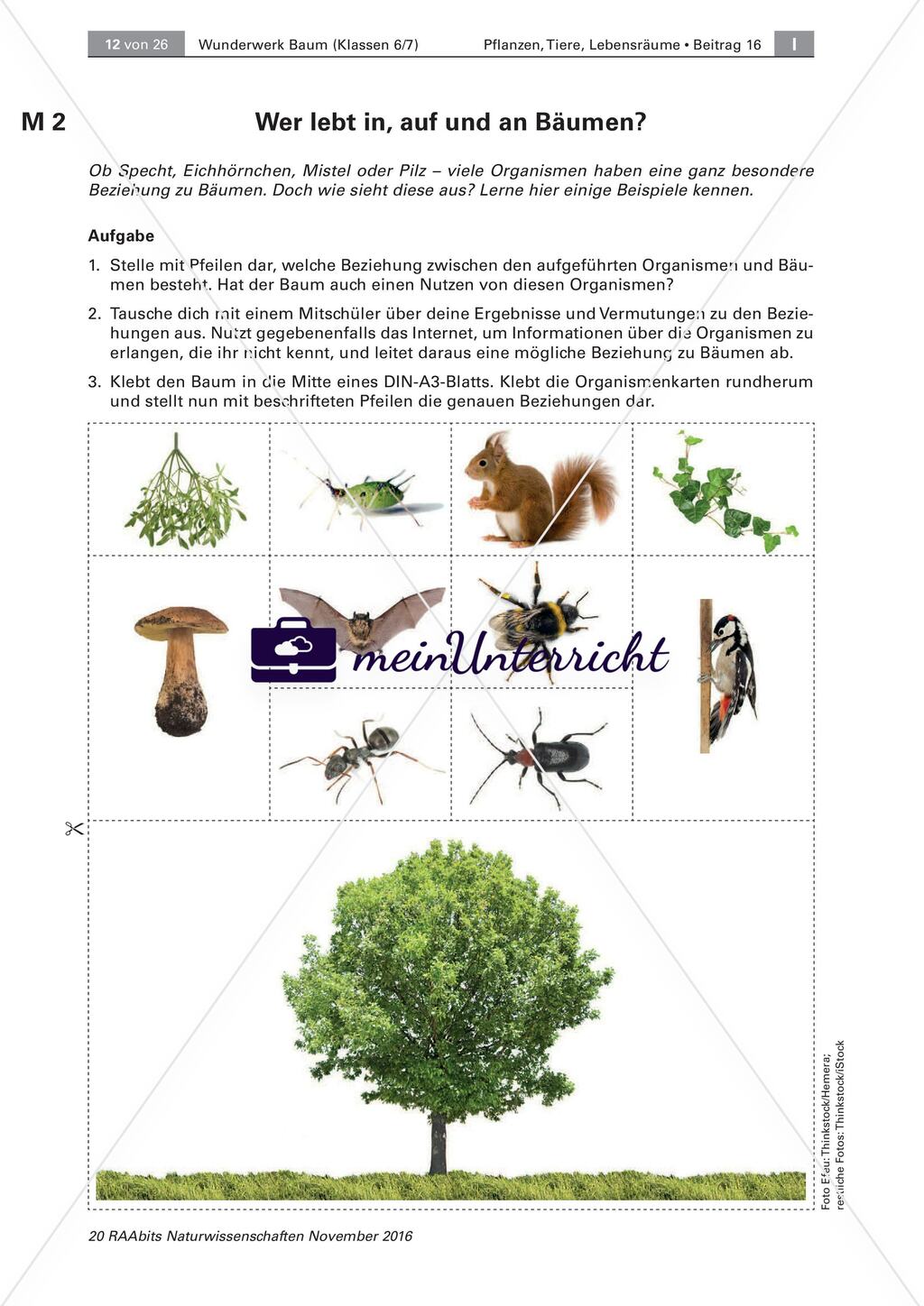 Der Baum: Messen der Höhe, Artenkenntnis, Bewohner Preview 5