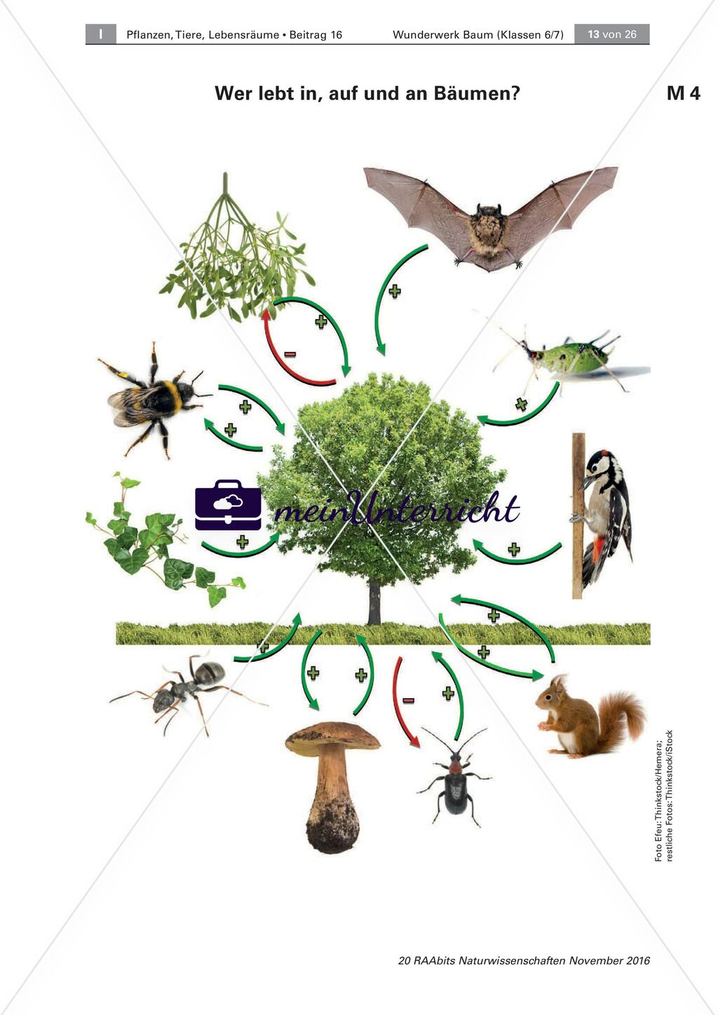 Der Baum: Messen der Höhe, Artenkenntnis, Bewohner Preview 6