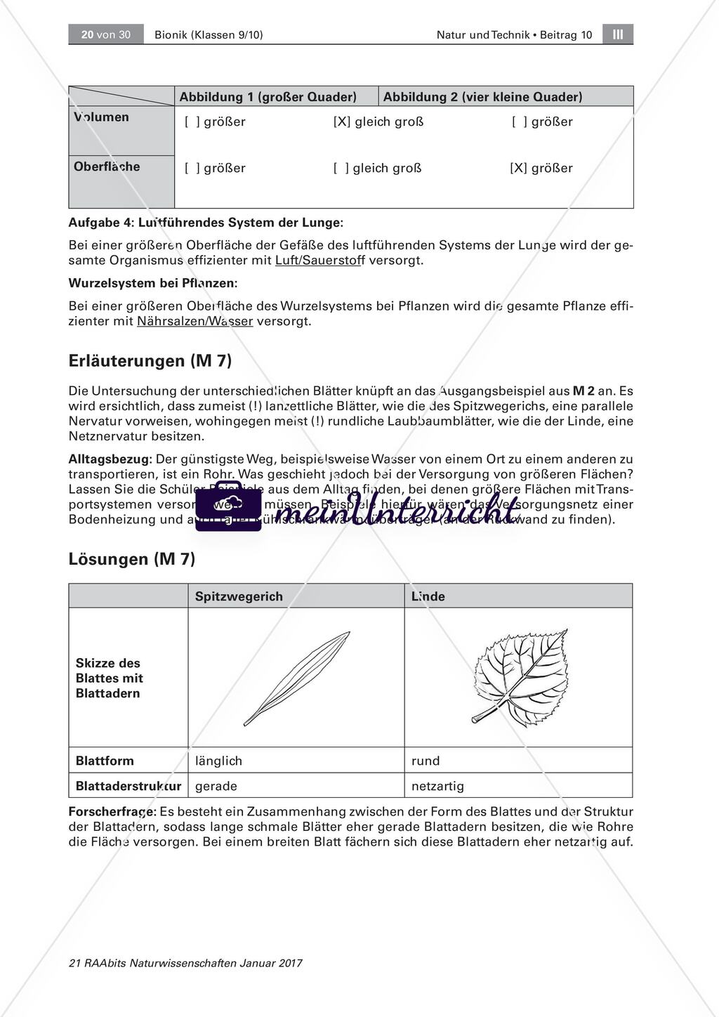 Transportsysteme in der Natur: Selbstähnlichkeit Preview 11