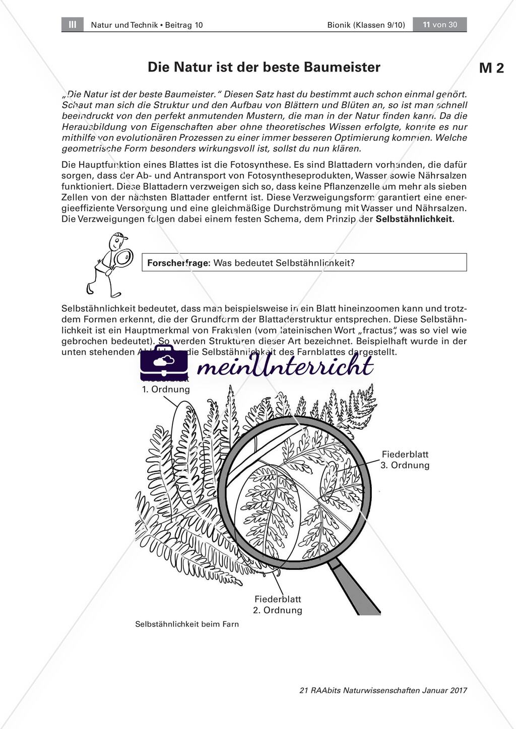 Transportsysteme in der Natur: Selbstähnlichkeit Preview 2