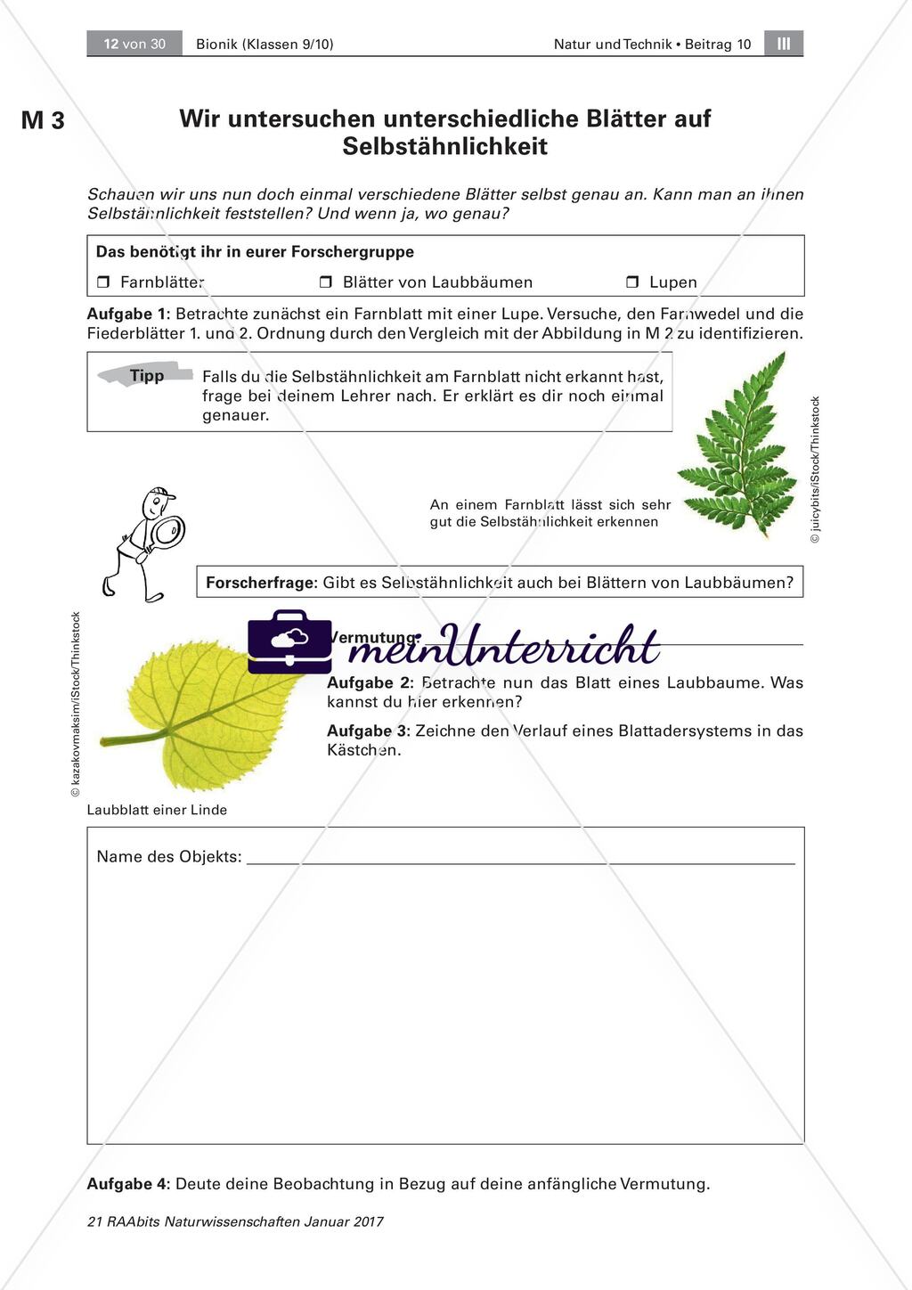Transportsysteme in der Natur: Selbstähnlichkeit Preview 3
