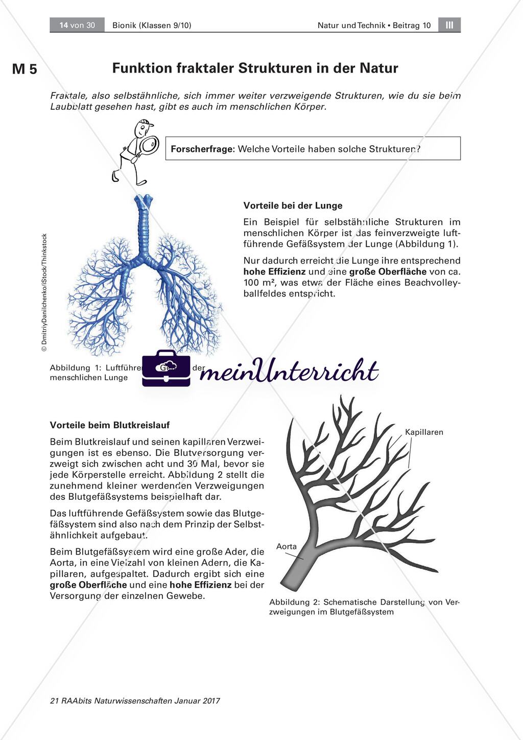 Transportsysteme in der Natur: Selbstähnlichkeit Preview 5
