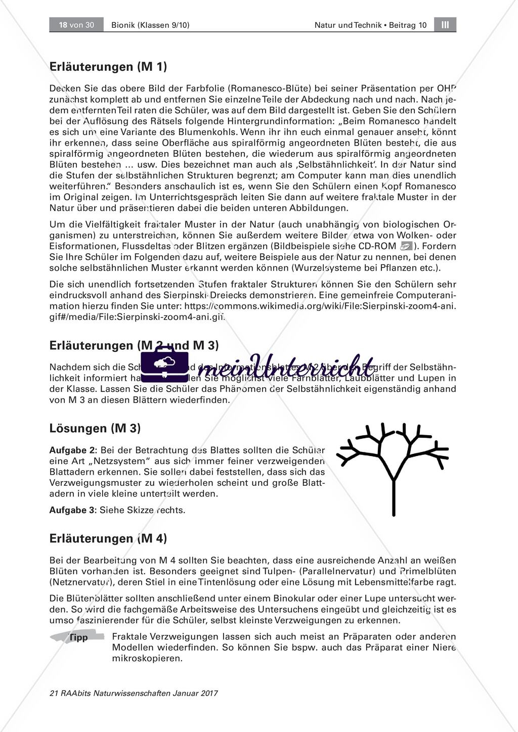 Transportsysteme in der Natur: Selbstähnlichkeit Preview 9