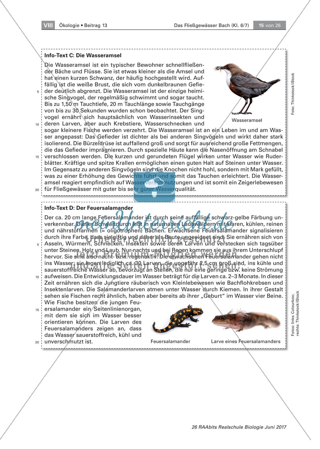 Das Fließgewässer Bach: Pflanzen und Tiere Preview 3